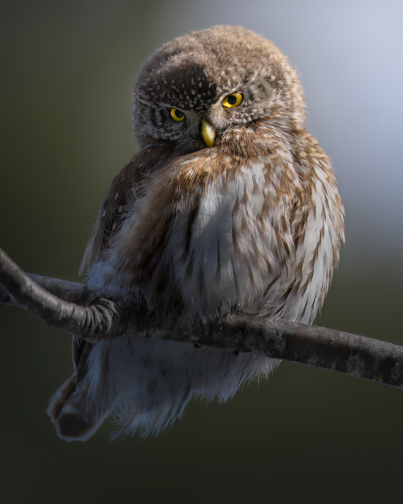 Searching through the trees, dwarf owl...