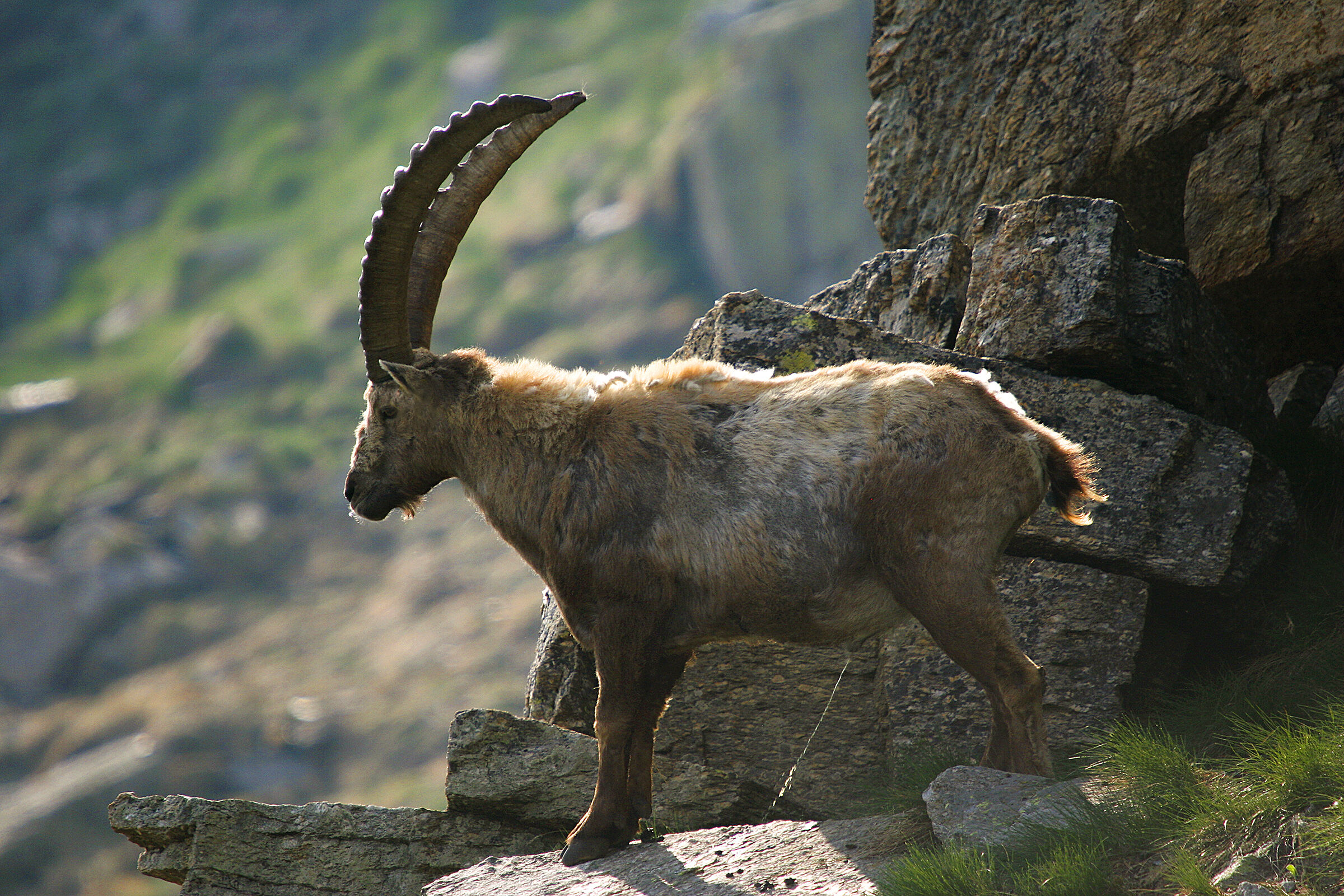 Territorial ibex...