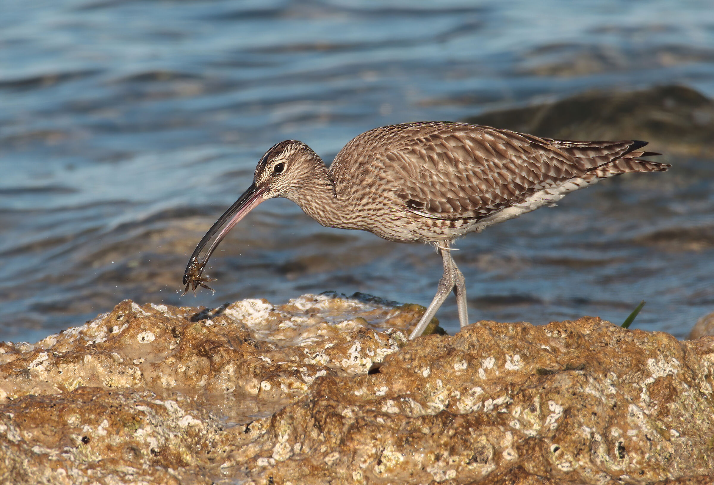 Curlew with crab...