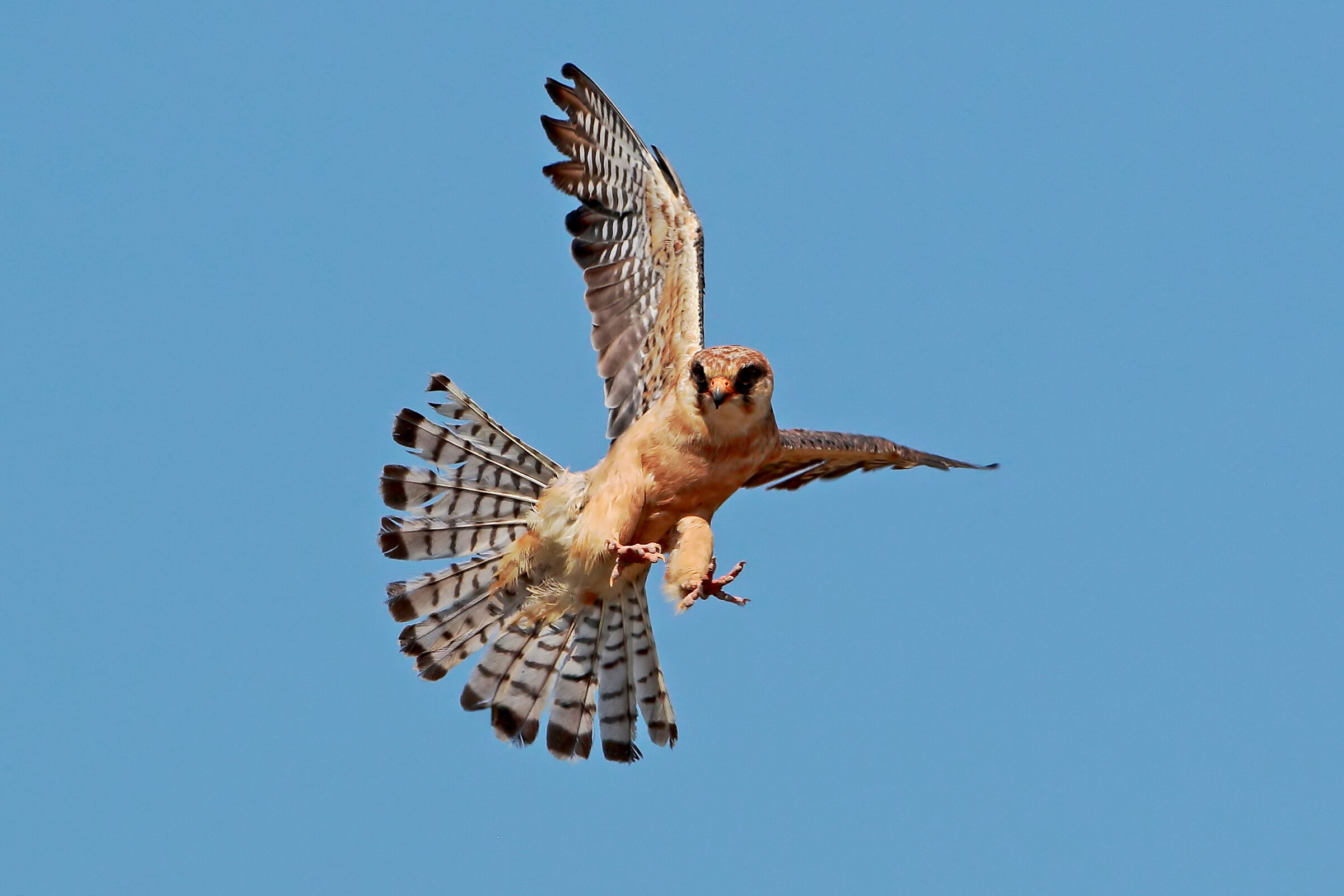 In attack... (adult female hawk cuckoo)...