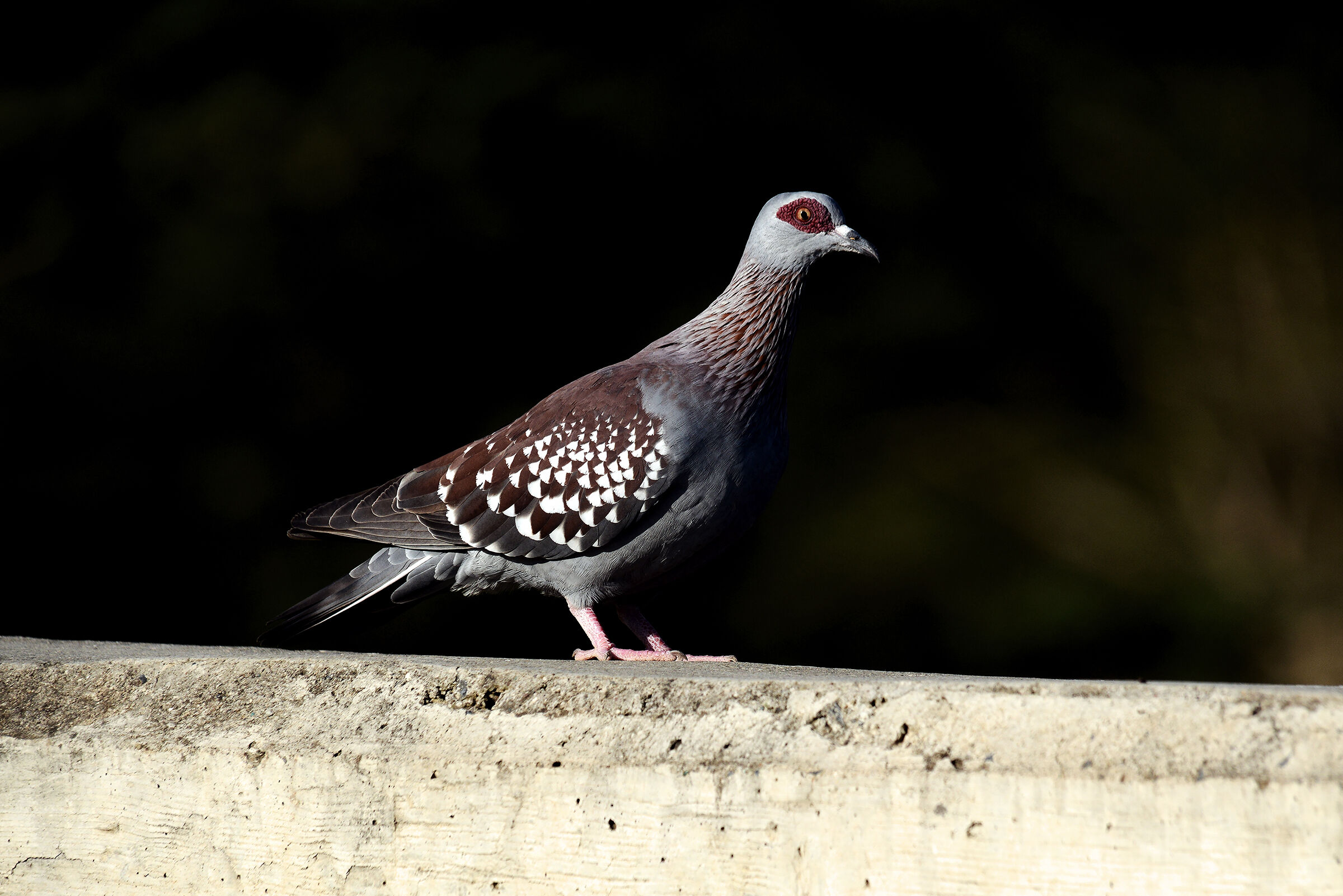 Colomba della Guinea - Columba guinea - Pigeon=Speckled...