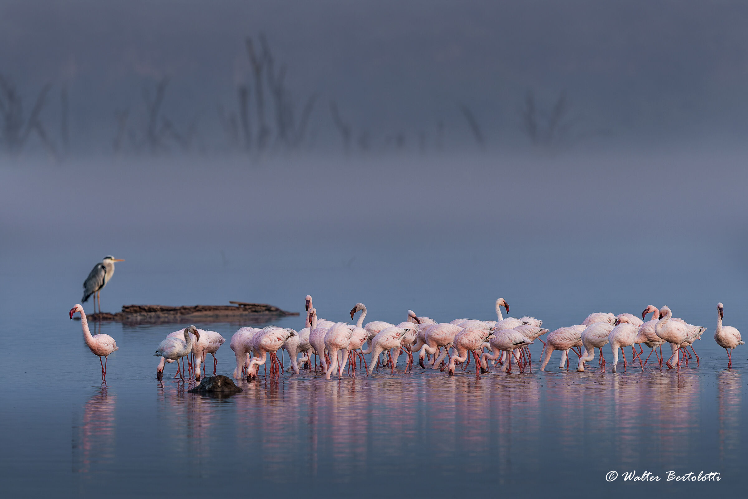 Lesser flamingos at Nakuru...
