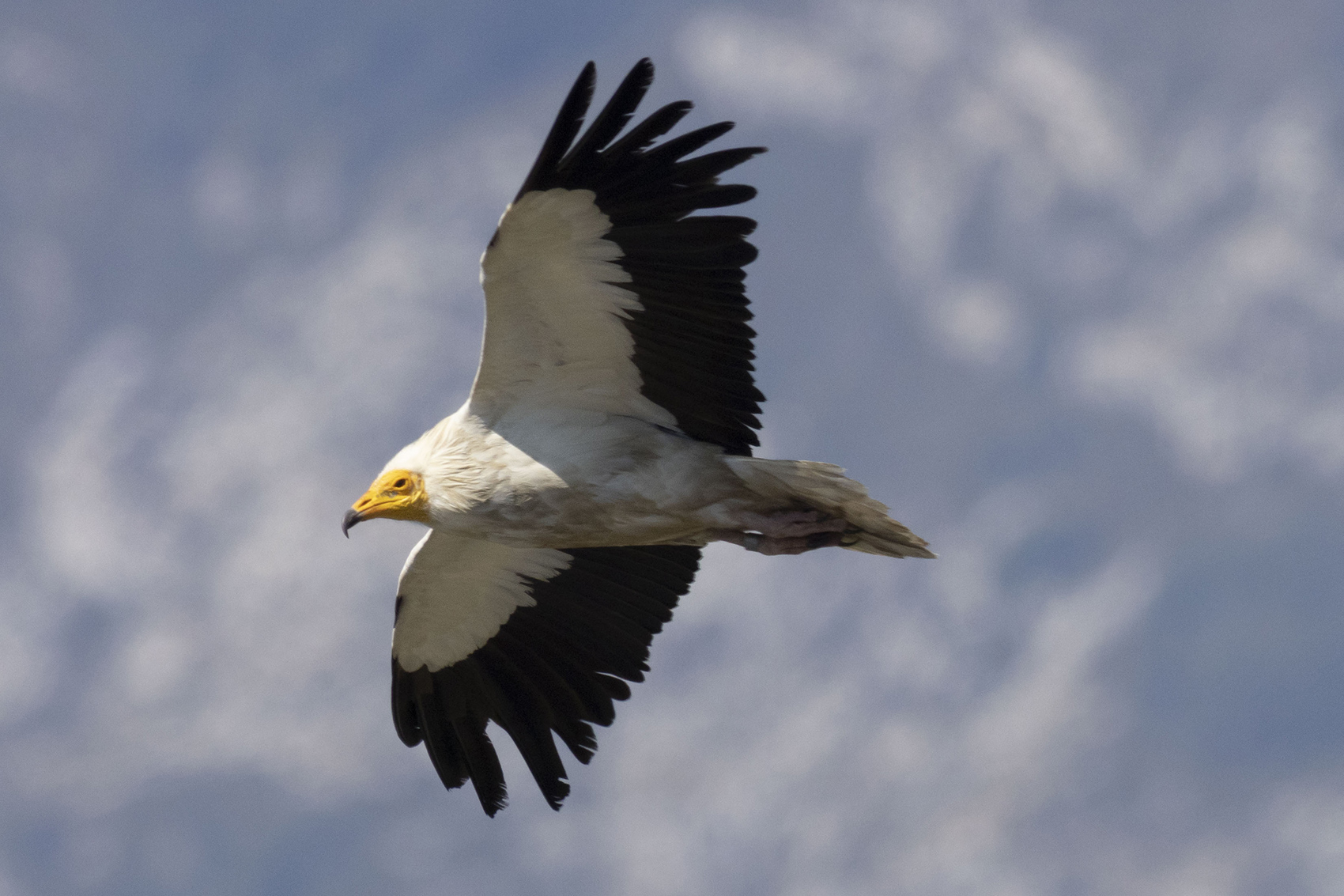 White scavenger vulture...