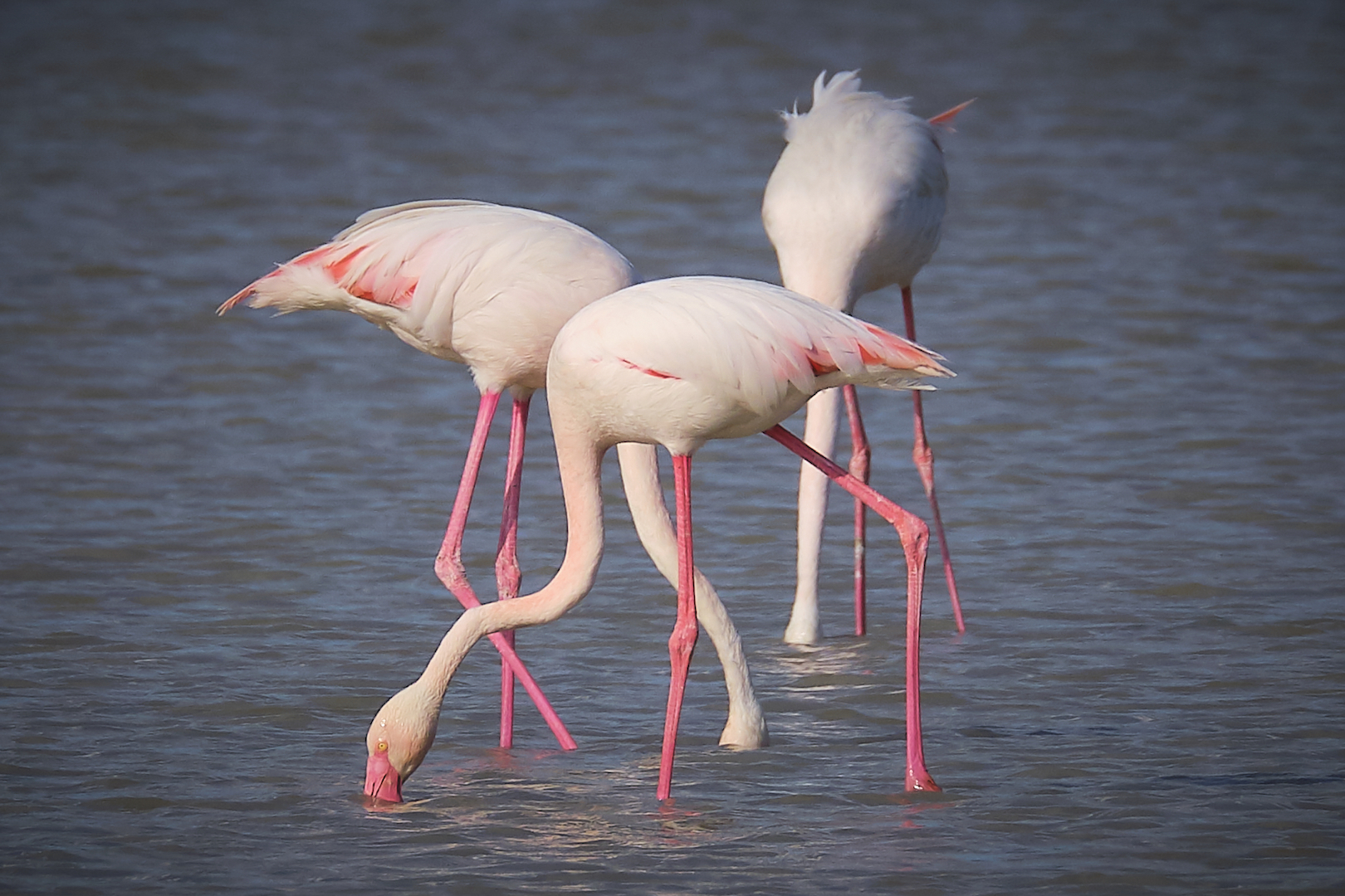 Flamingos with salt pond...