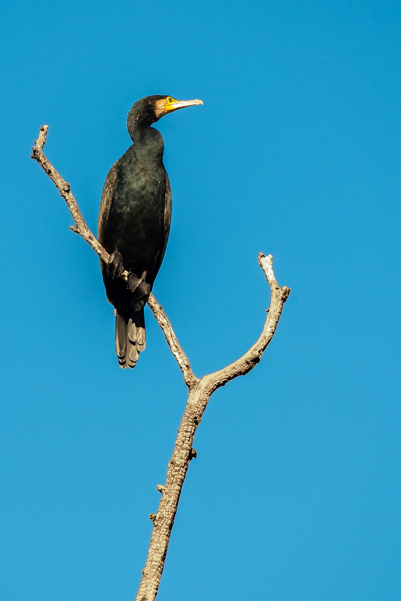 The cormorant...