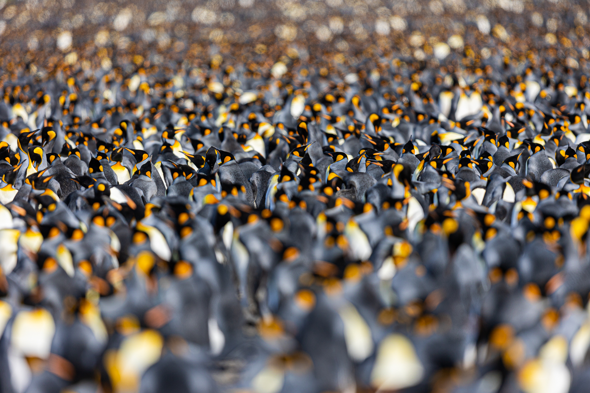Colony of king penguins...