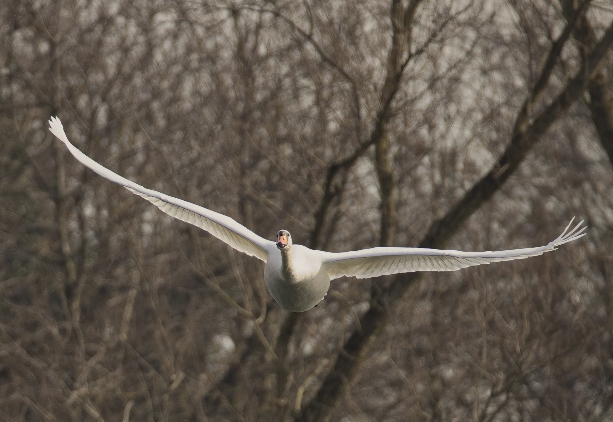 The frontal flight of the swan...