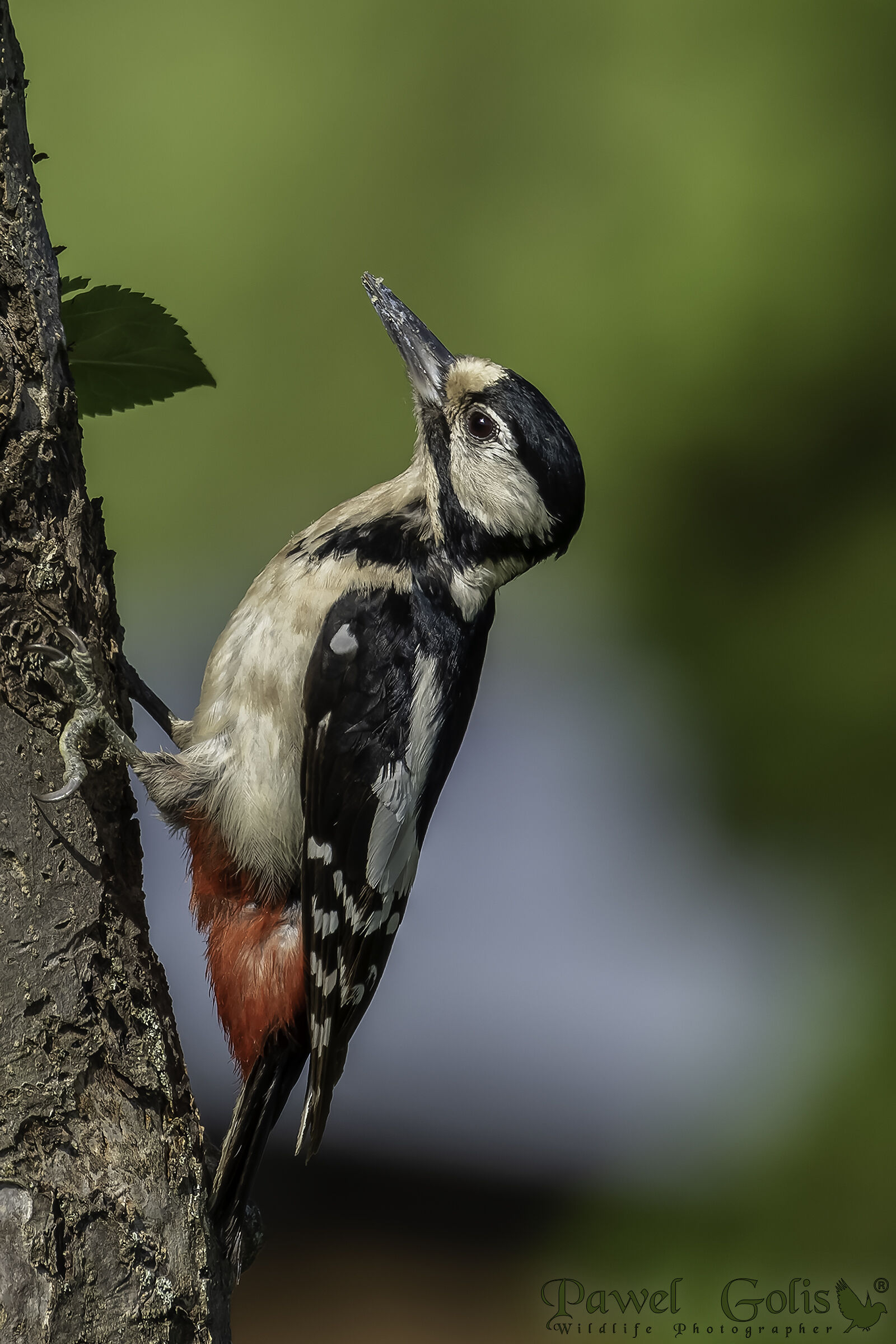 The great spotted woodpecker (Dendrocopos major)...