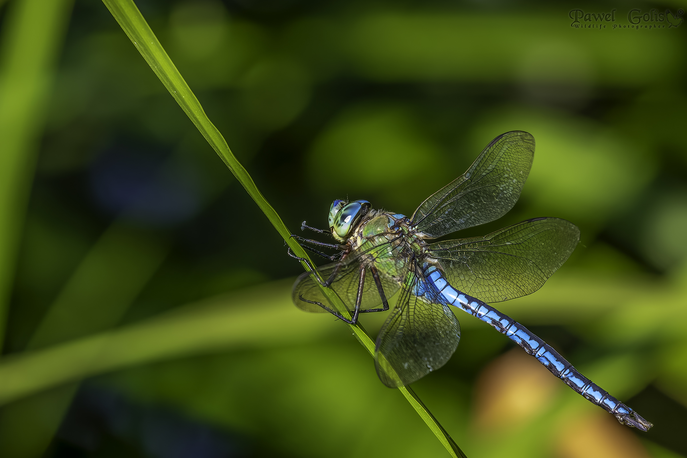 Emperor Dragonfly (Anax imperator)...