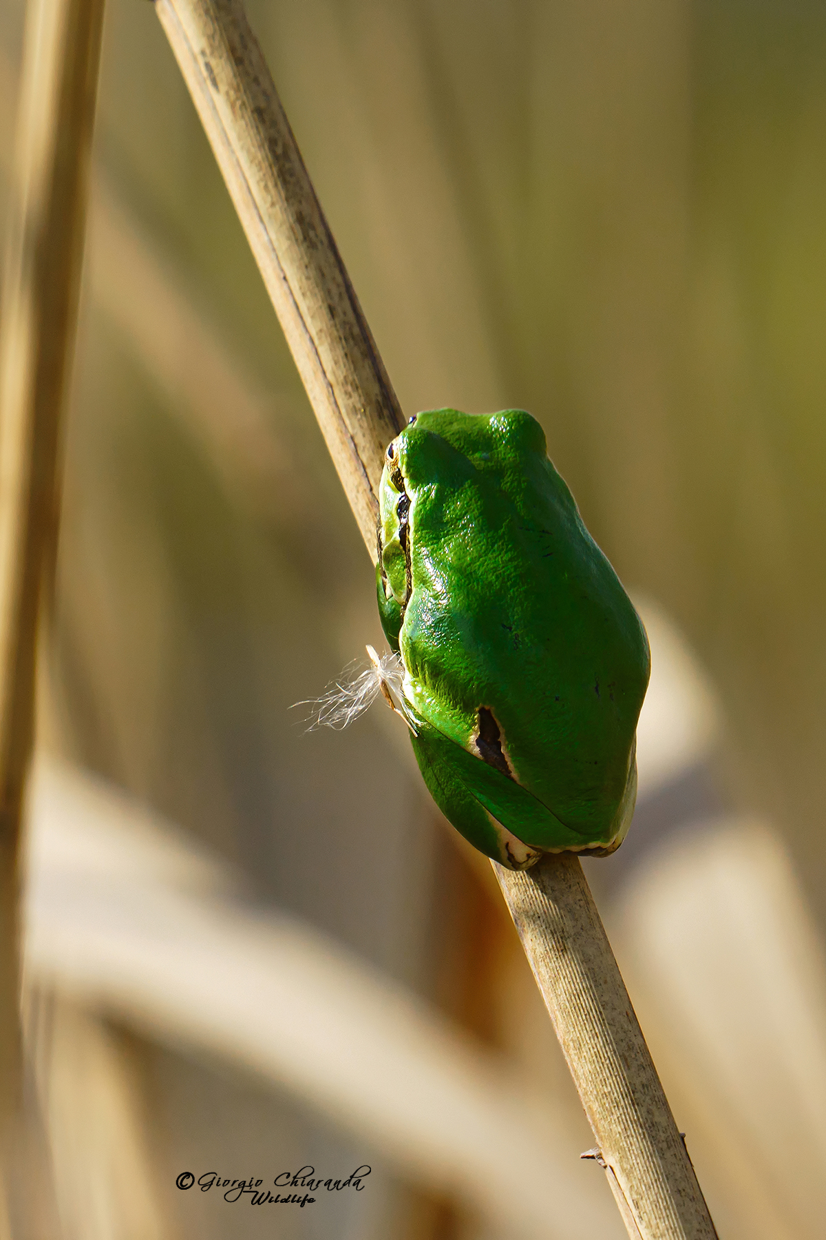 European tree frog (Hyla arborea)...