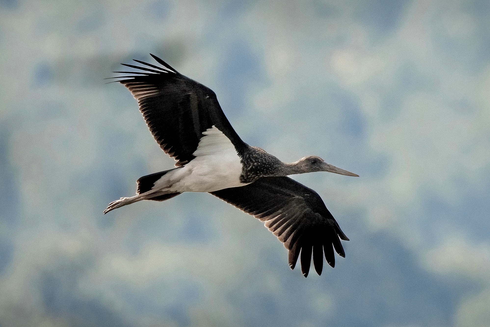Black stork (Ciconia nigra) Juv. ...