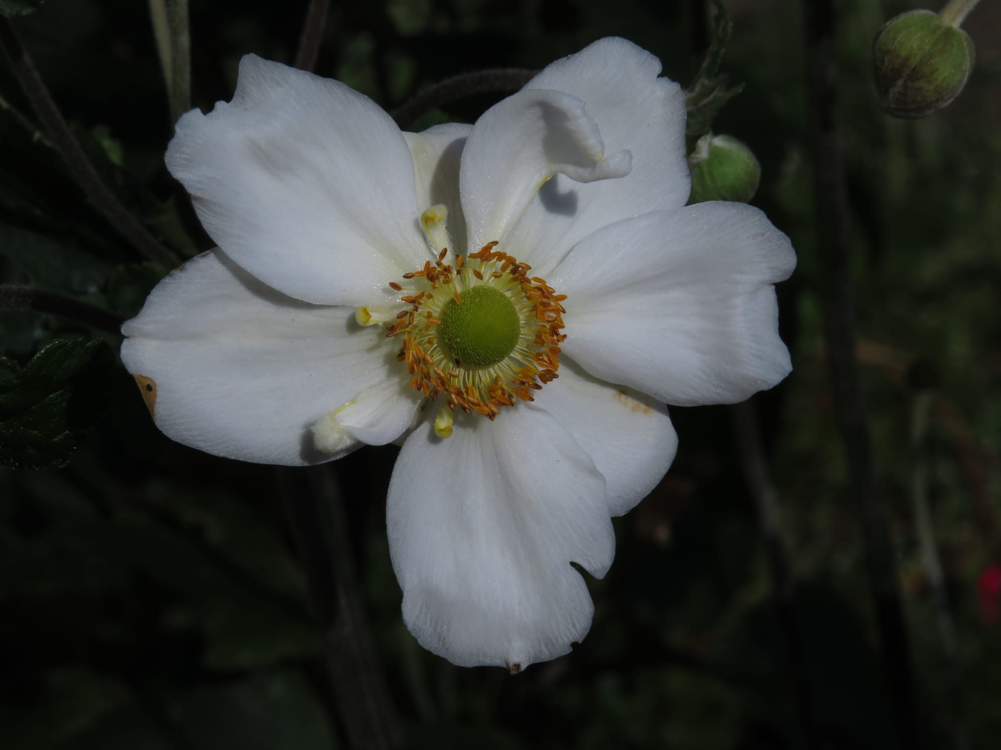 ... White flower......