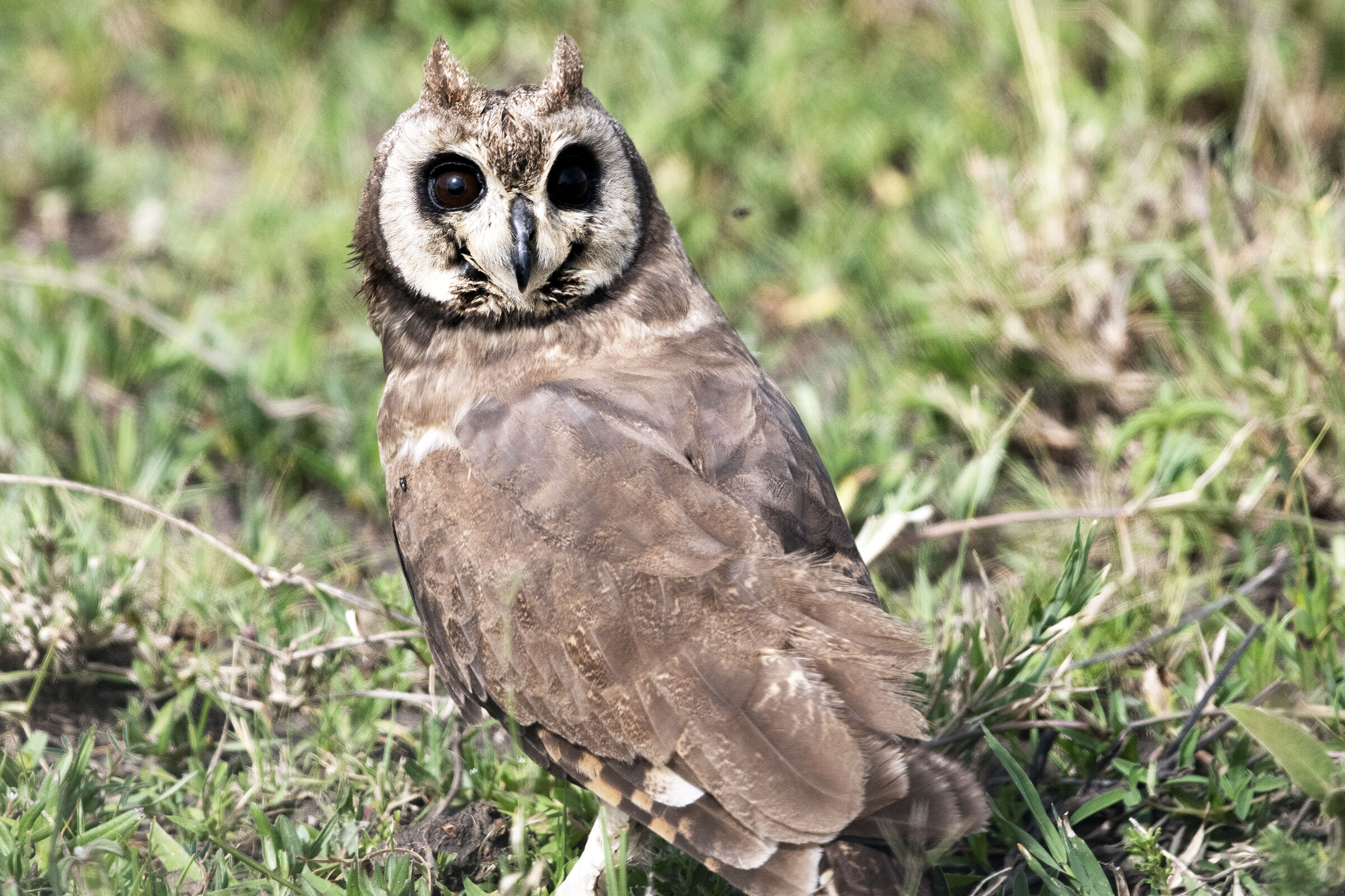 Asio capensis-Marsh Owl - Serengeti marzo 2019-Tanzania...