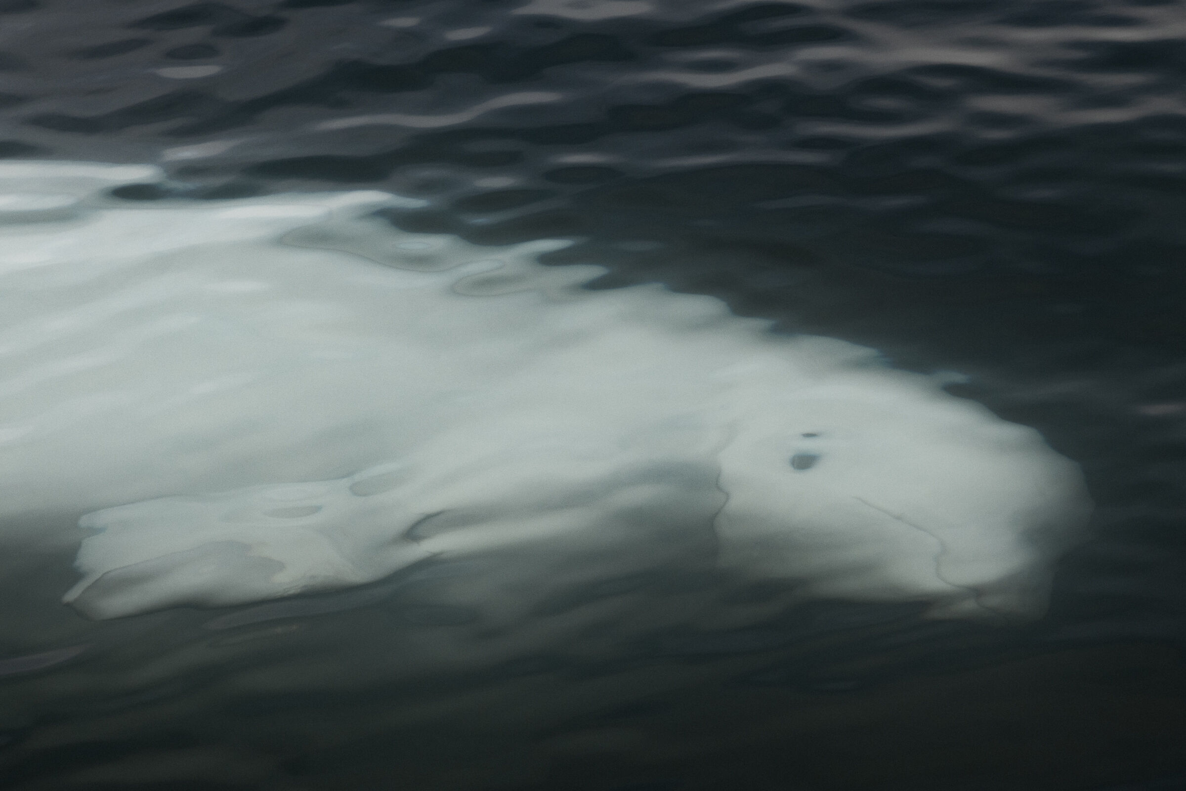 Beluga reflections...