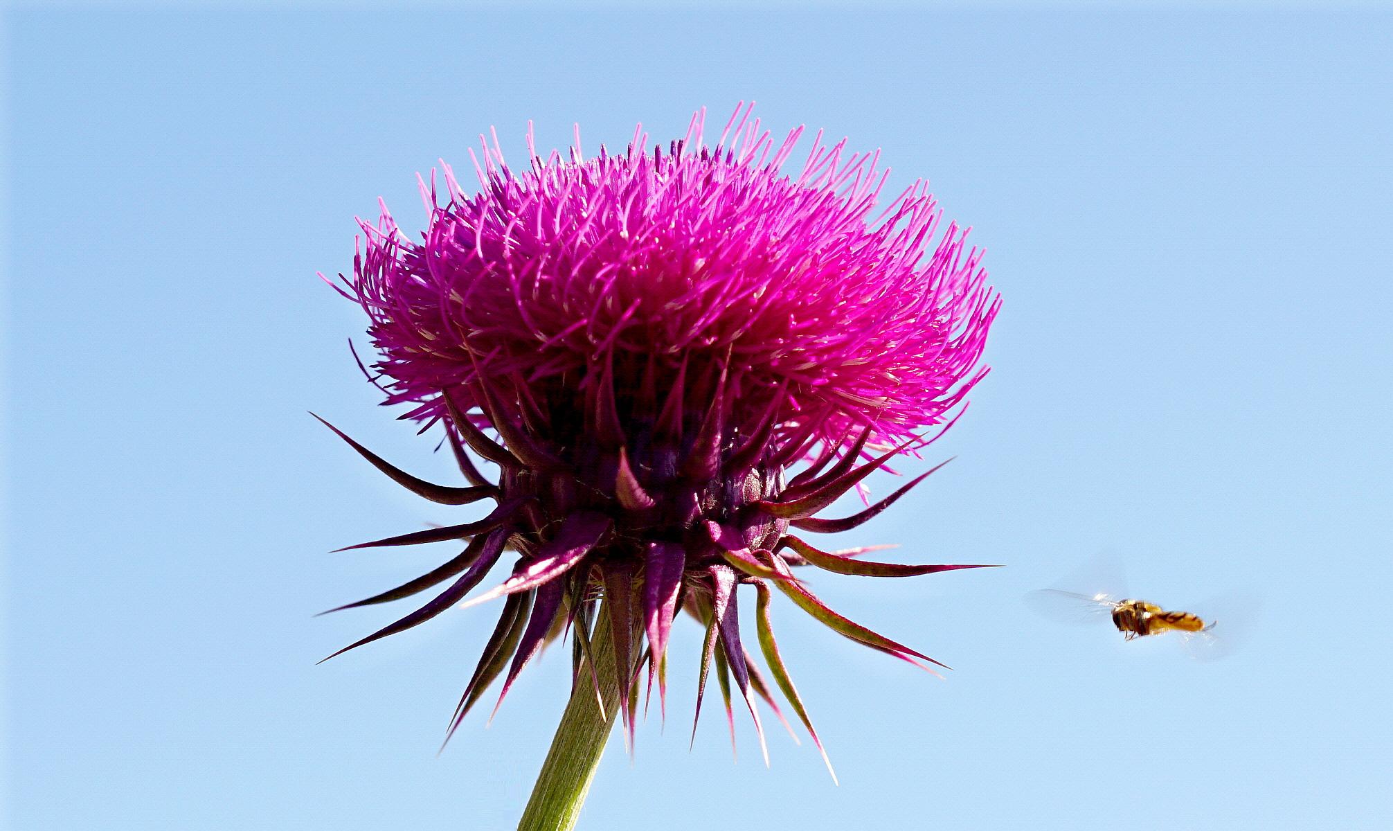 The thistle and the bee!...