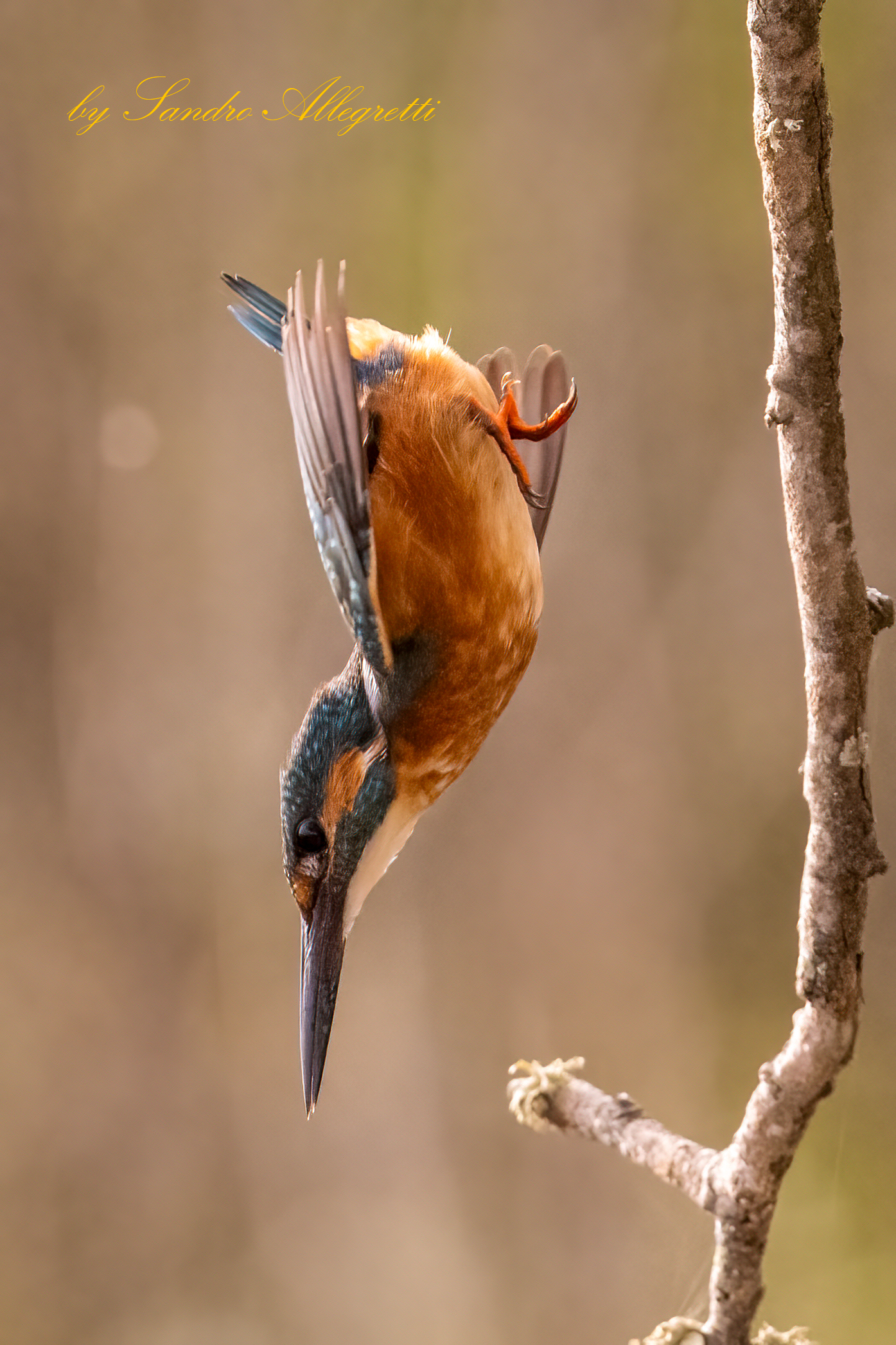 The common kingfisher (Alcedo Atthis)...