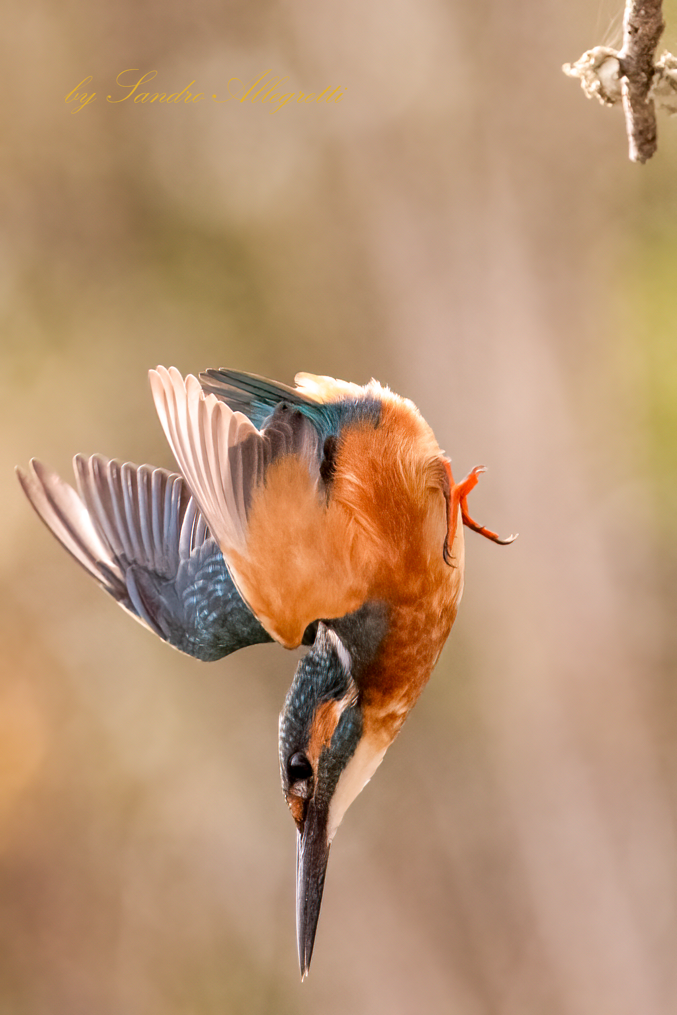 The common kingfisher (Alcedo Atthis)...