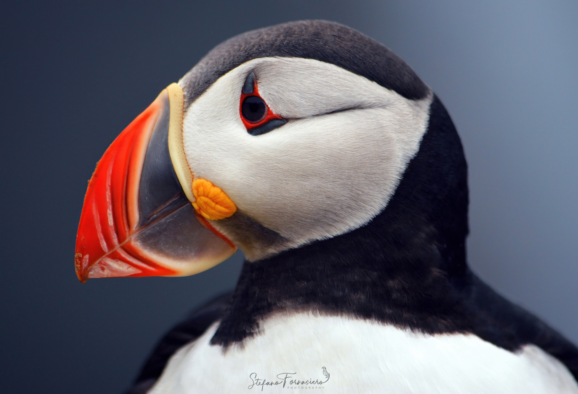 Puffin by Latrabjarg ...