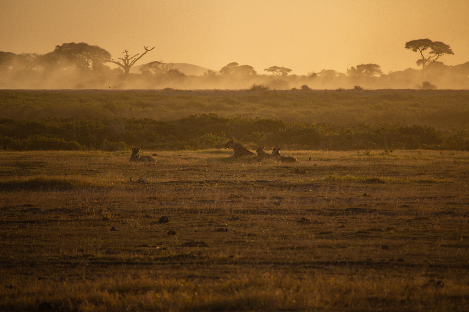 Lionesses at sunset...