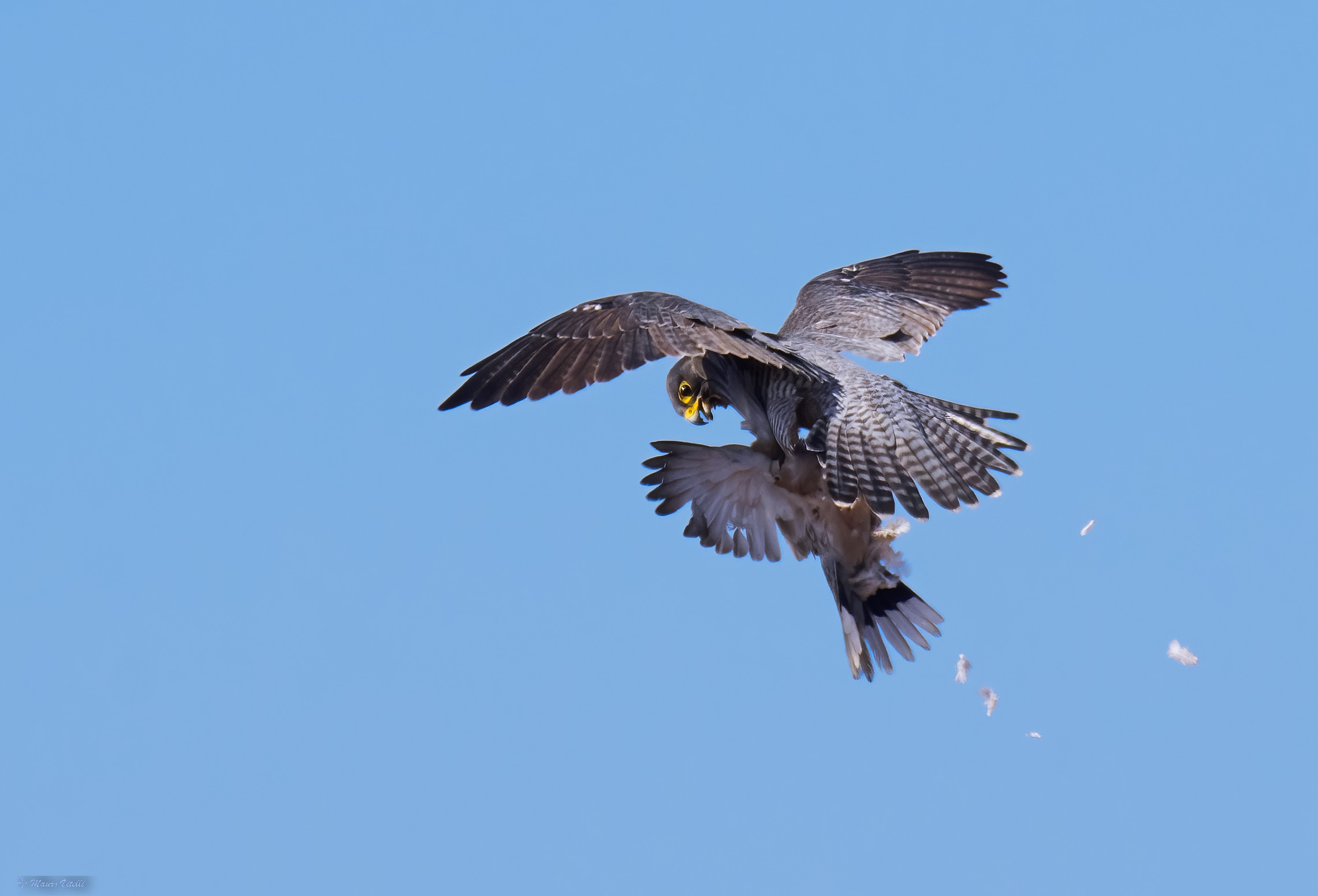 The infallible executioner (Peregrine Falcon)...