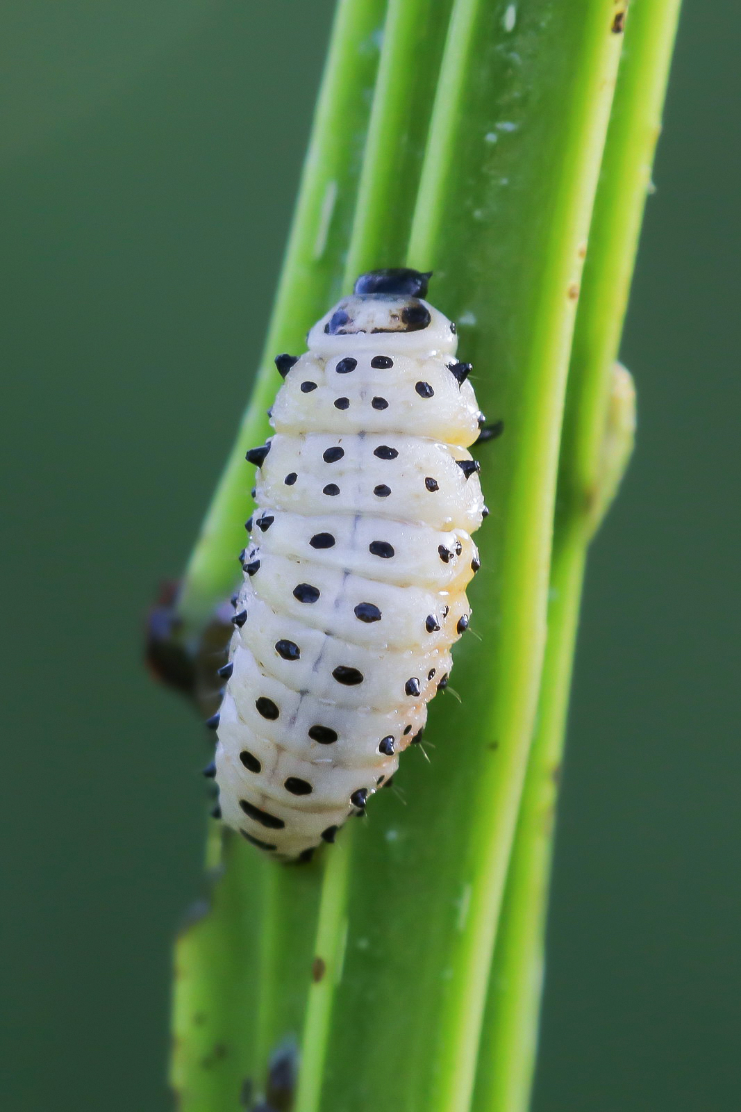 Larva of Chrysomela populi...