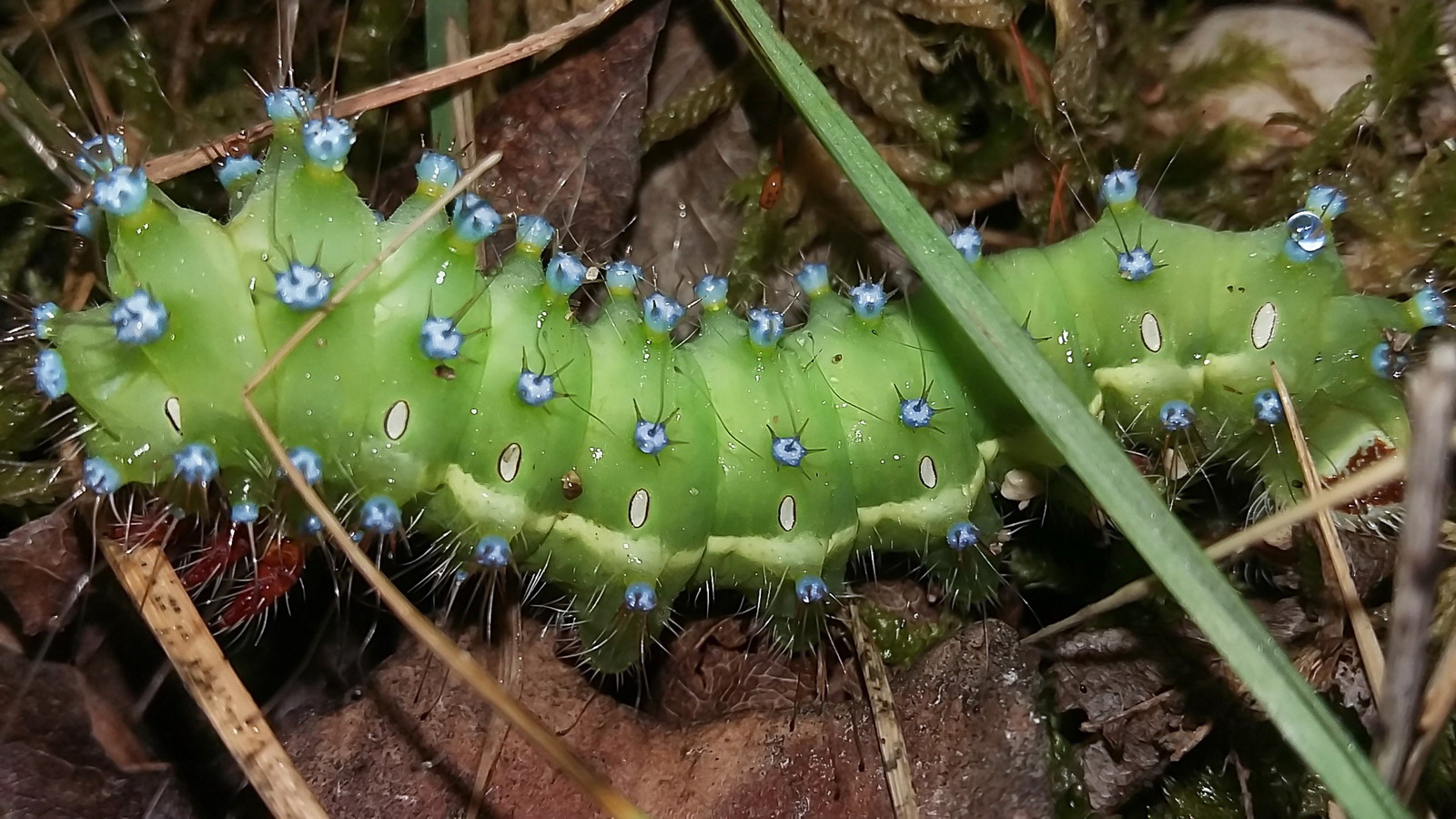 Caterpillar of Saturnia pyri ...