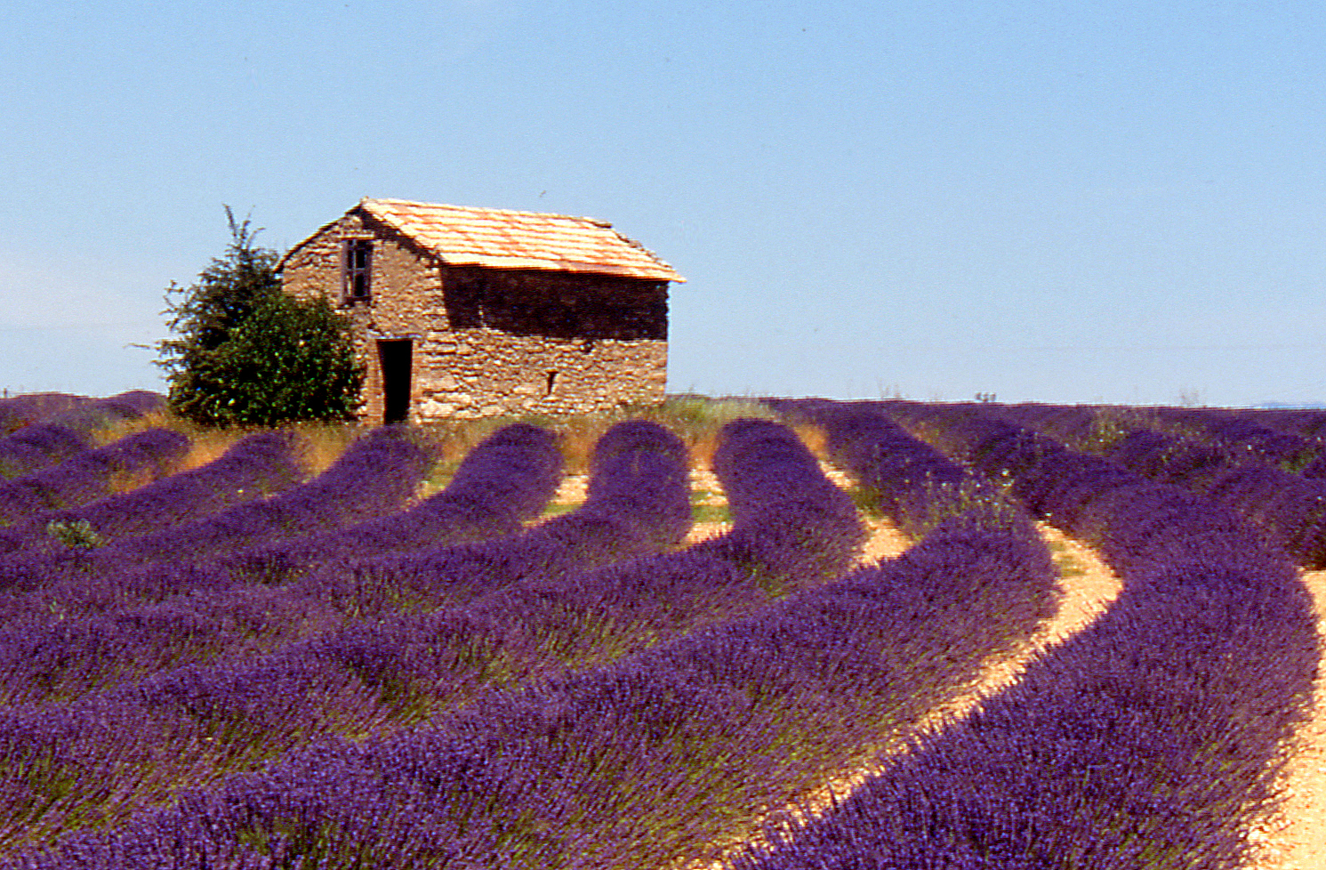 Valensole - Provence - Route de la lavande (Slide Scan)...