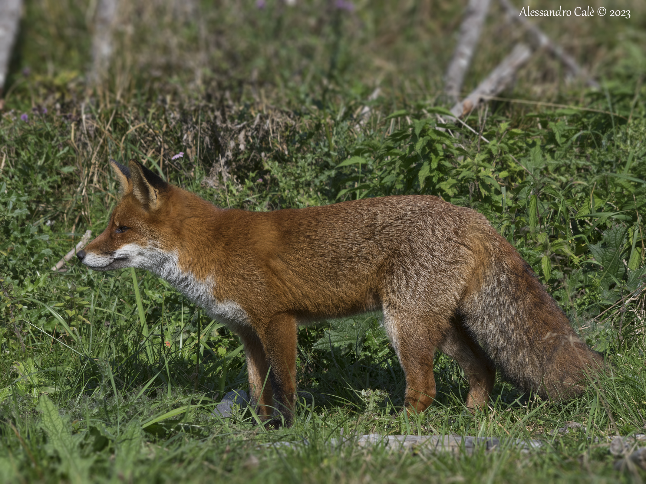 Vulpes vulpes (Red Fox) 1600...