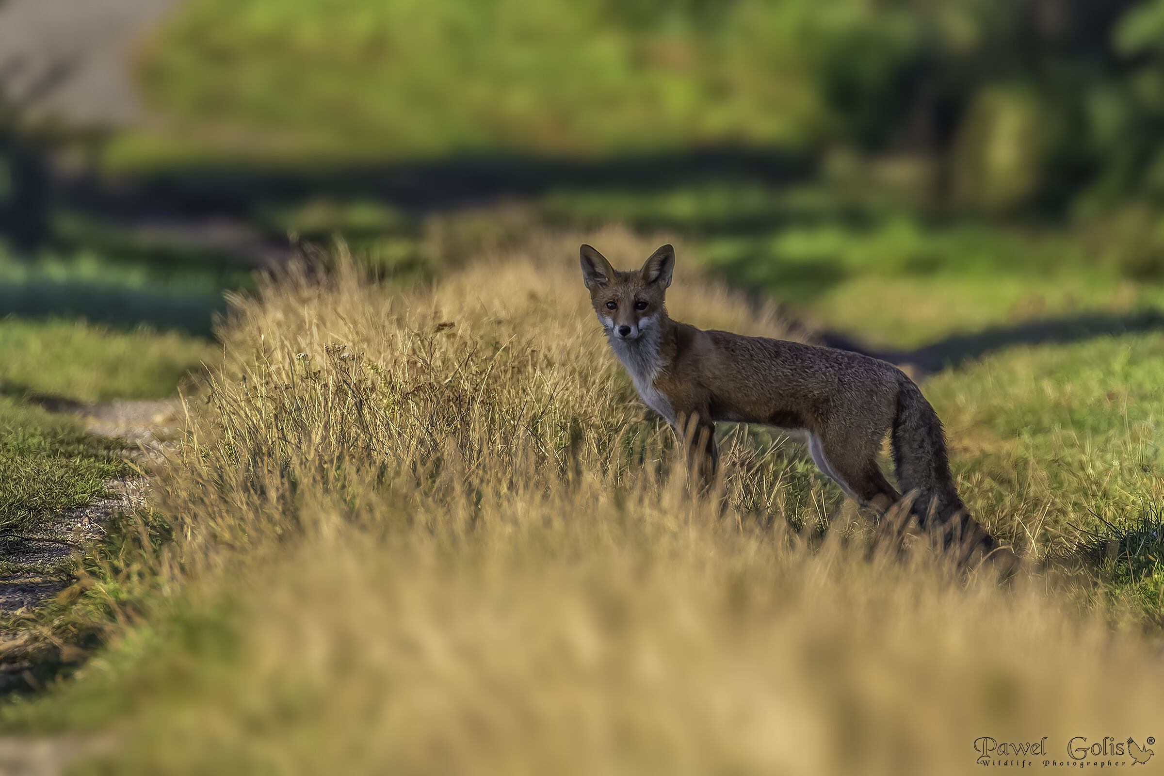 Red fox (Vulpes vulpes)...