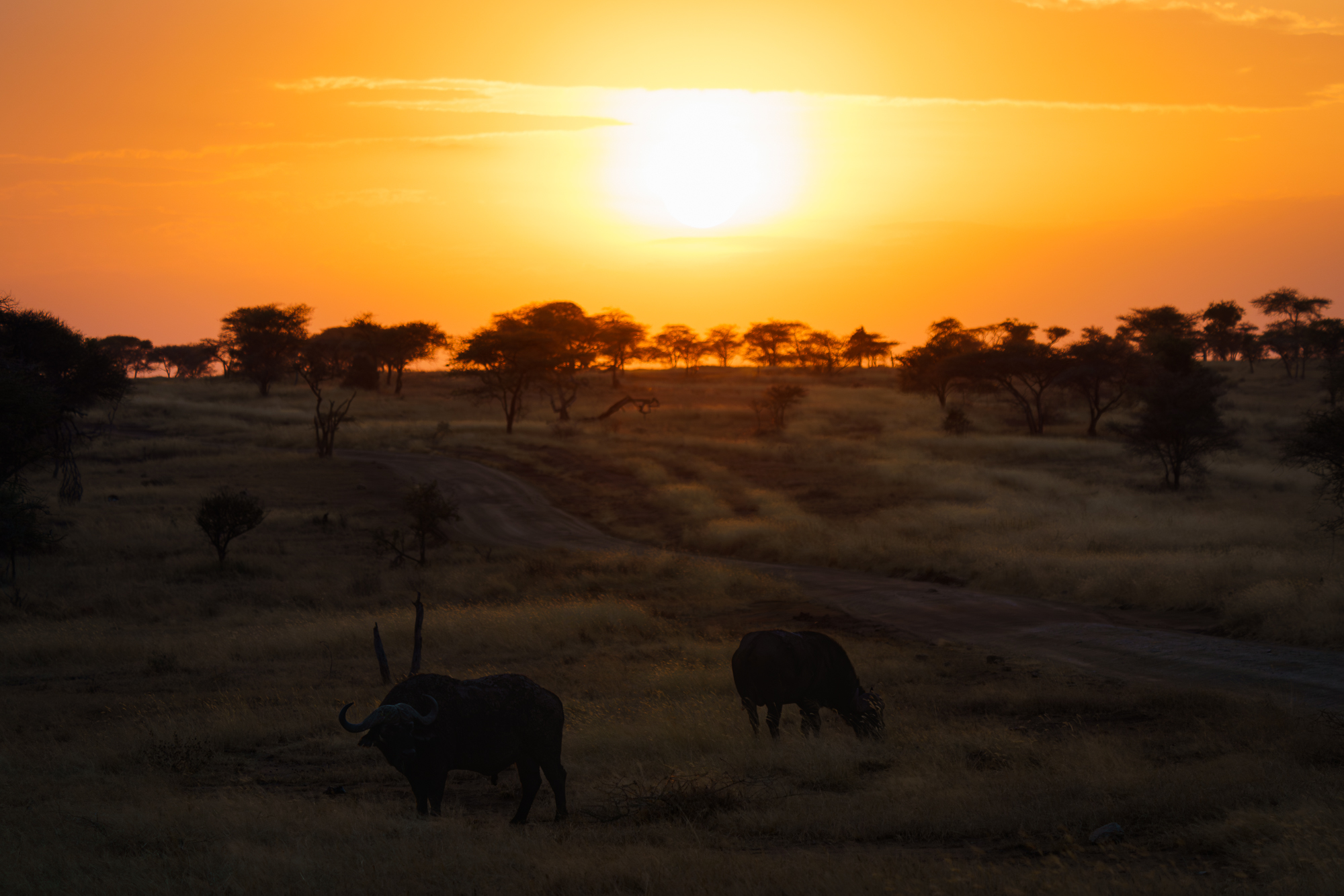 at dawn with buffaloes...