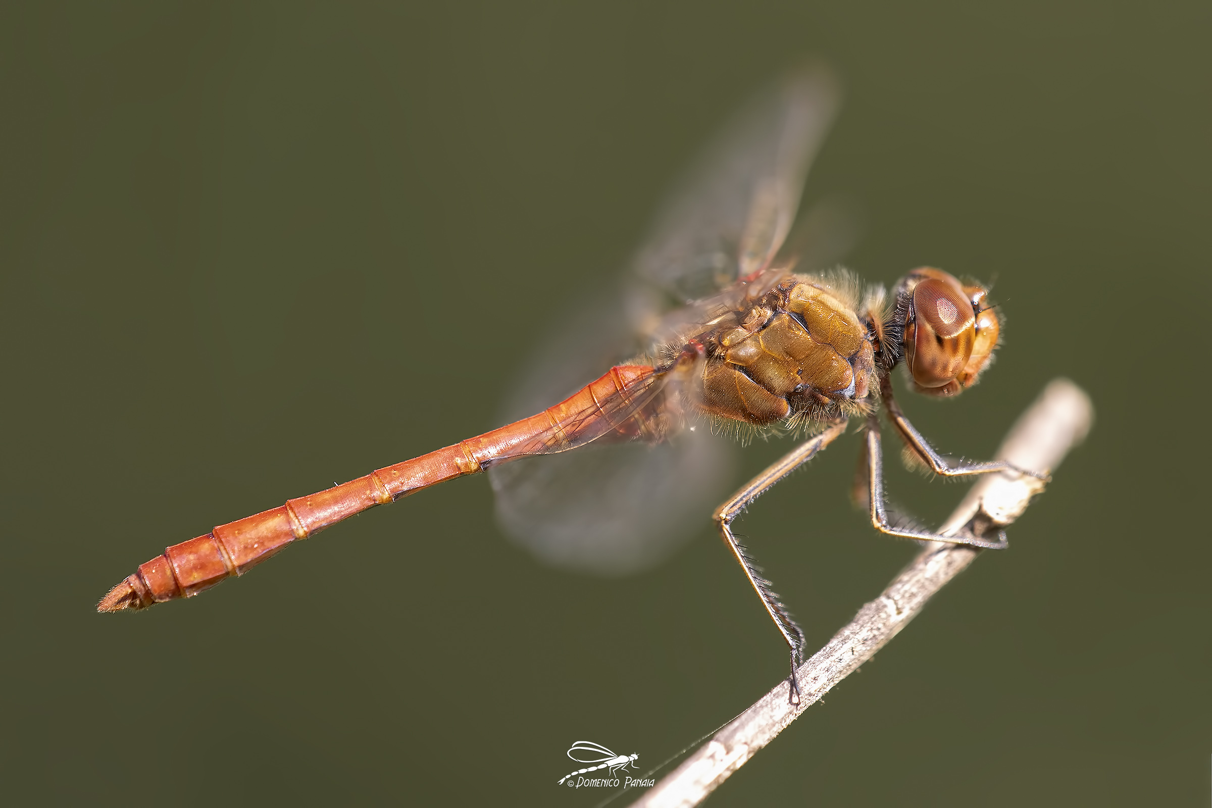 Southern Sympetrum...