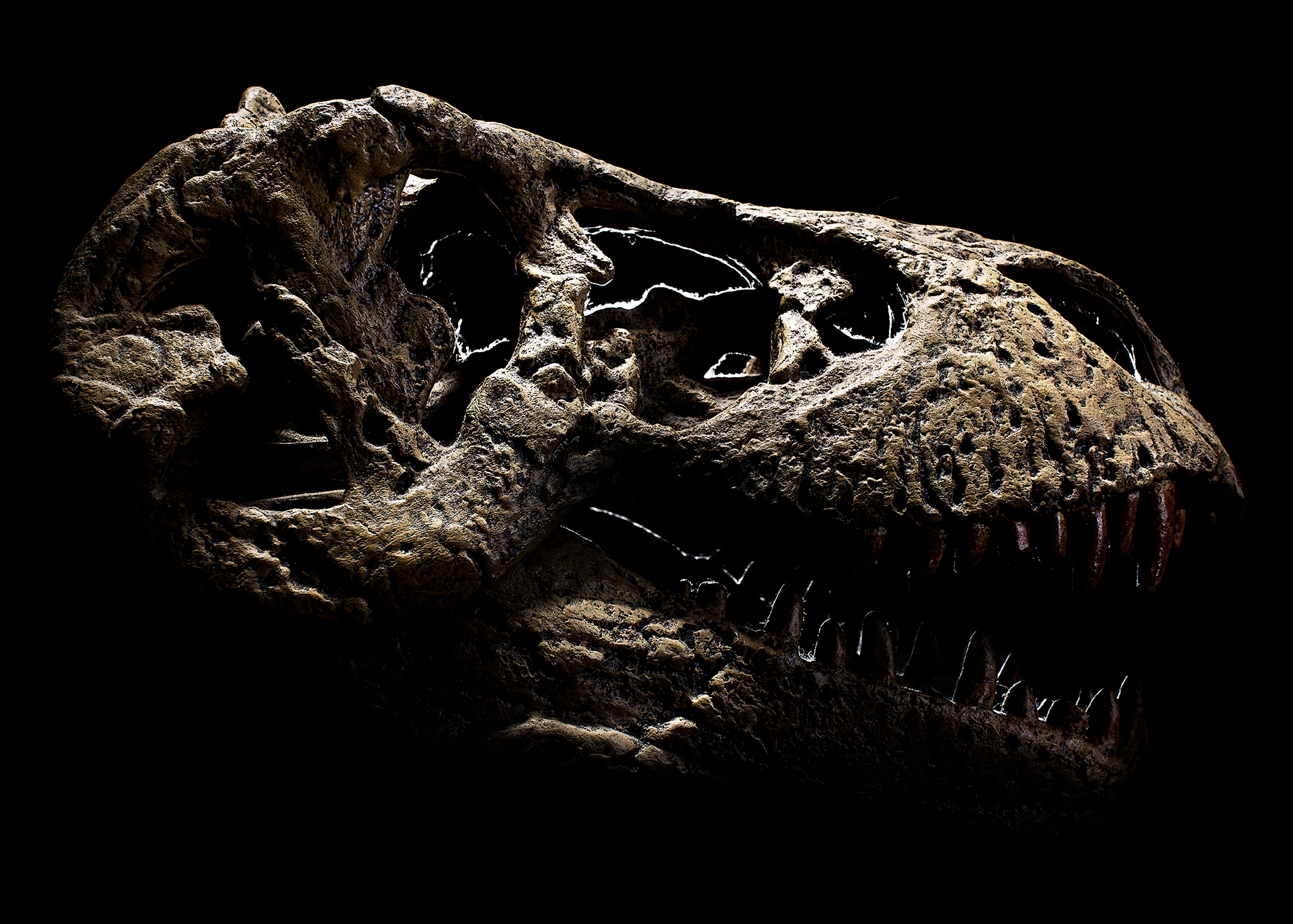 T-rex skull...