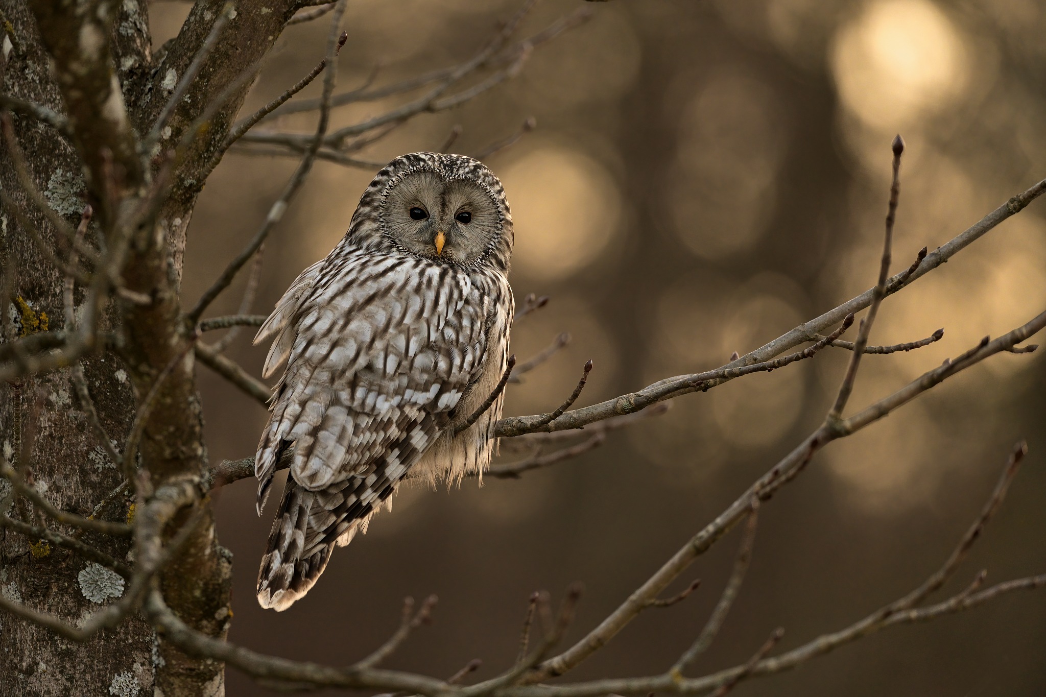 Ural owl...