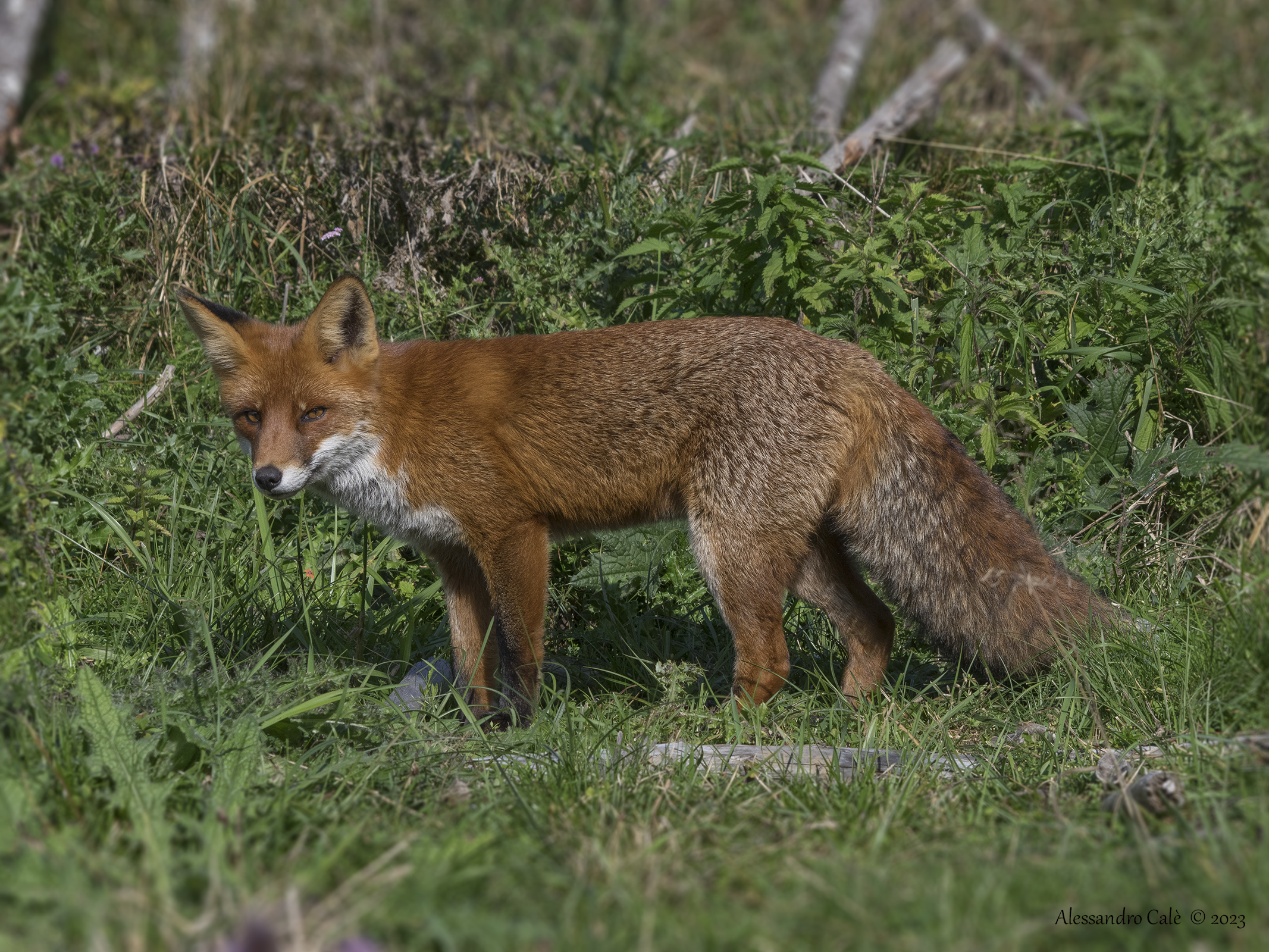 Vulpes vulpes (Red Fox) 1593...