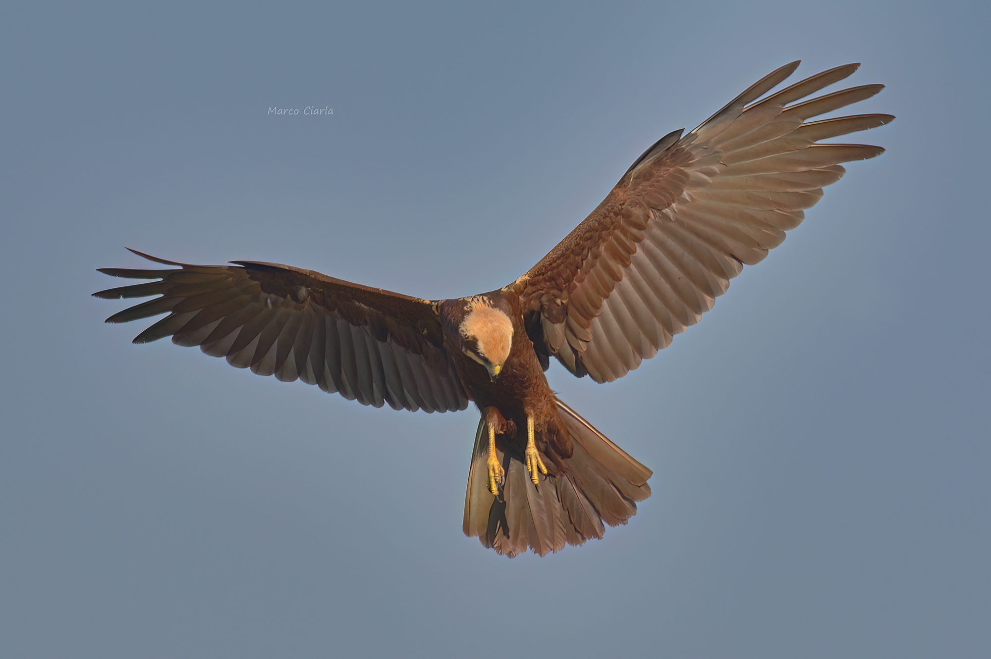 La caccia del Falco di palude (Circus aeruginosus )...