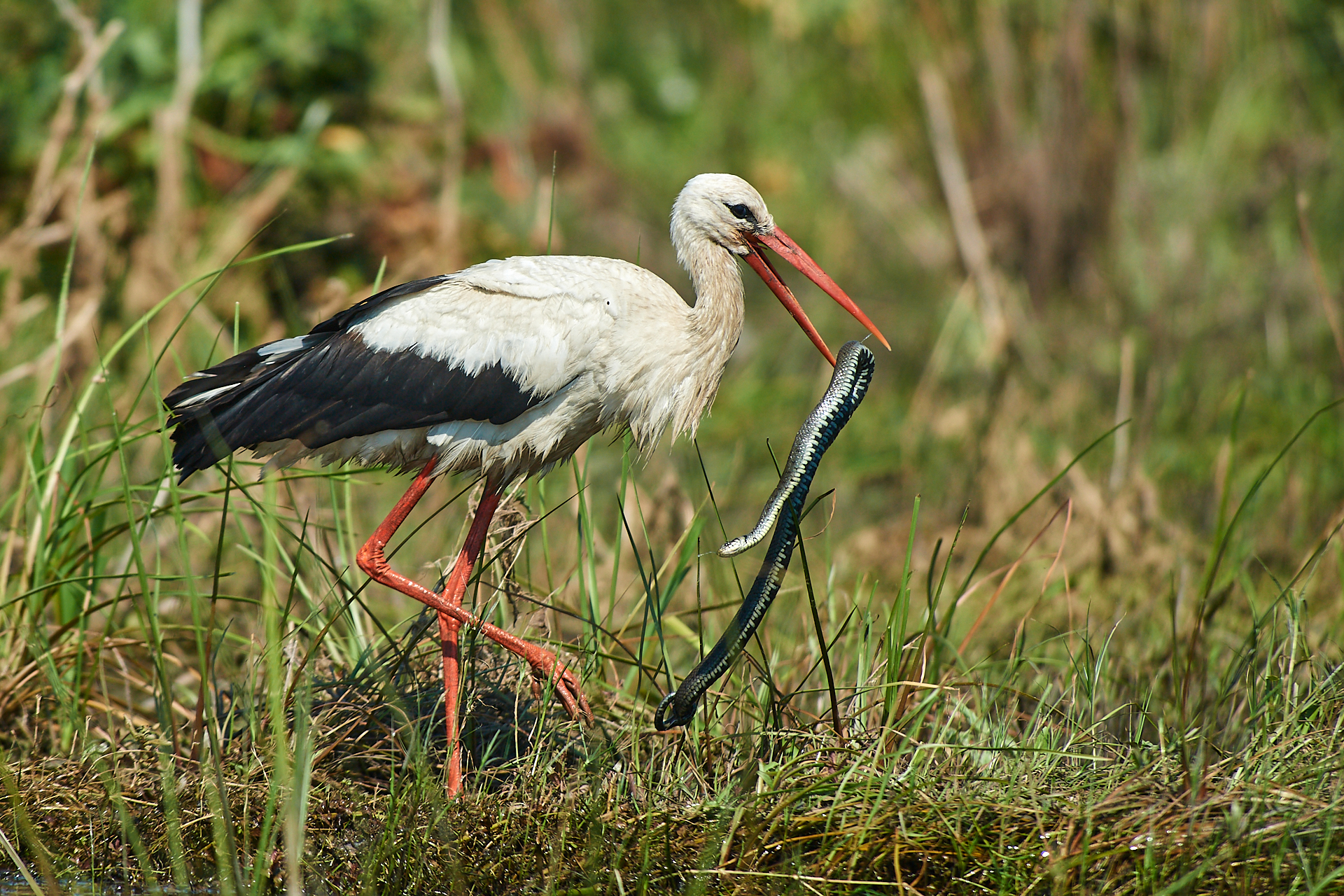 The stork and the natrice...