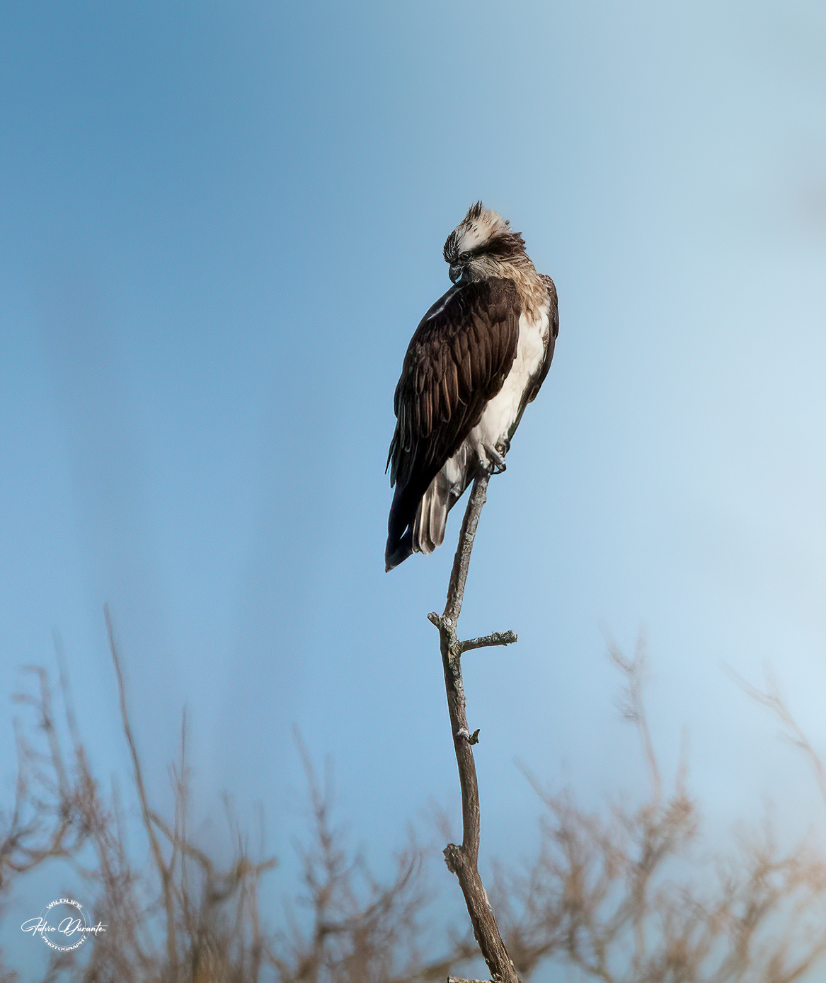 Osprey (Pandion haliaetus) ...