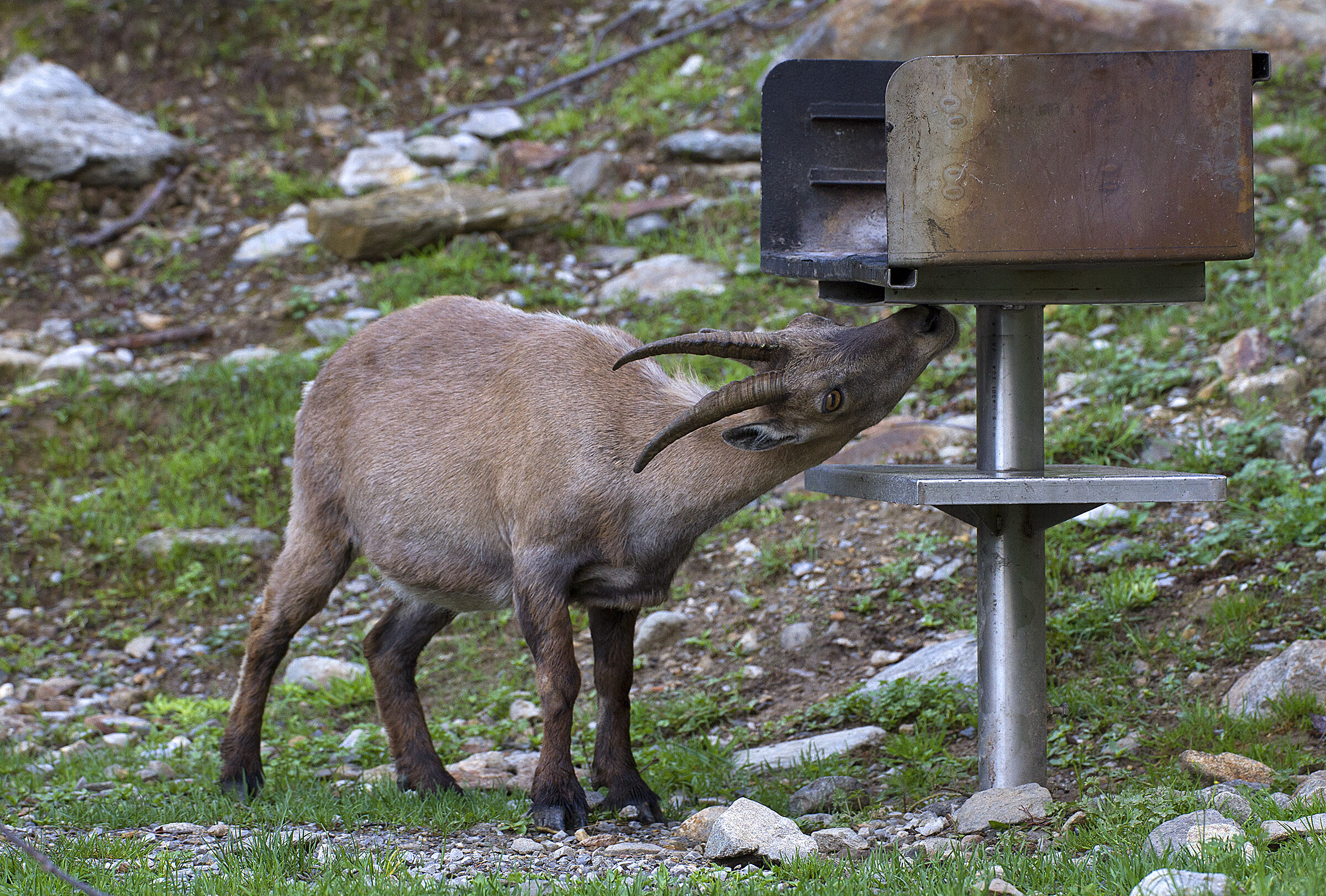 Female ibex - Barbecue...