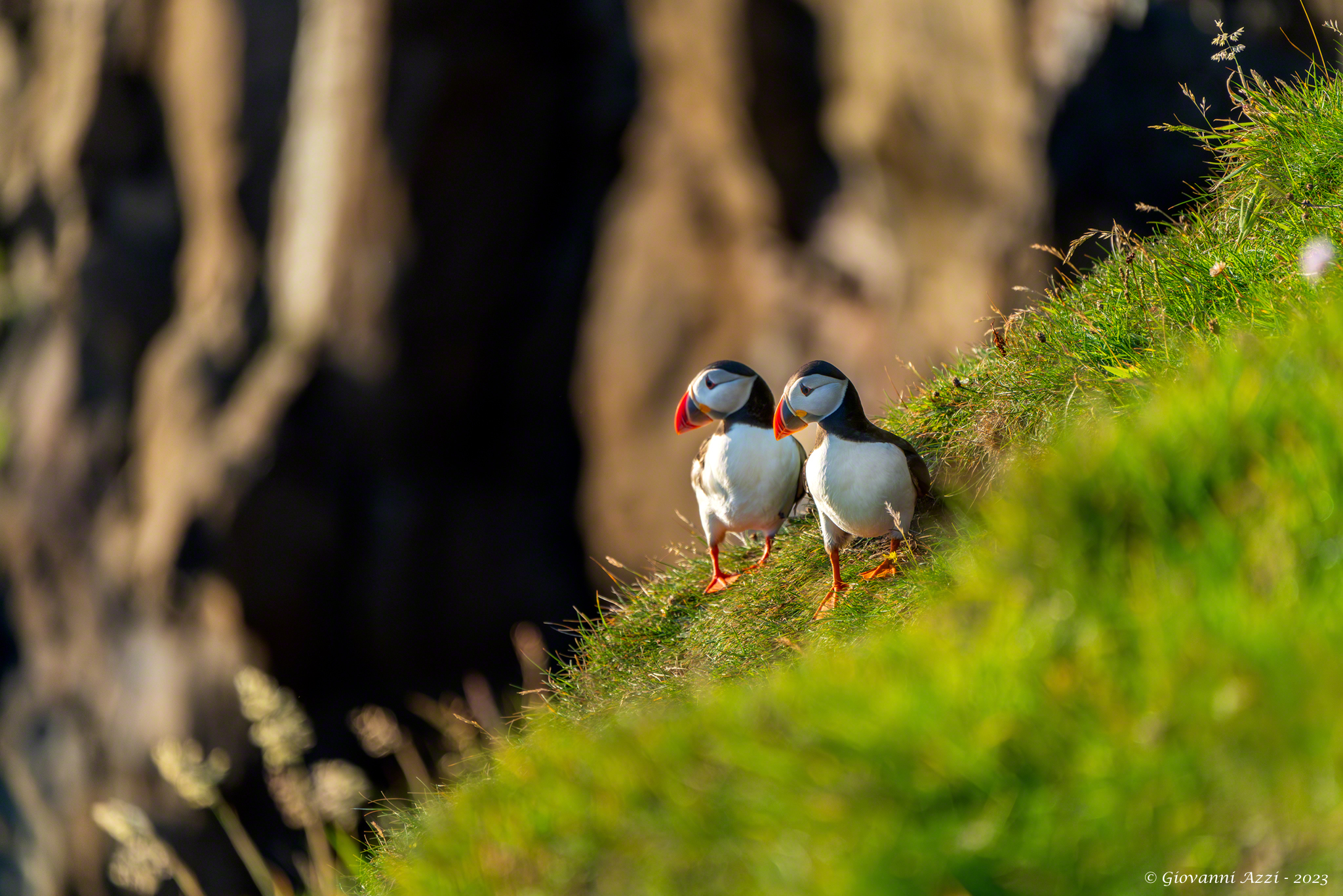 Puffins in front of the cliff...