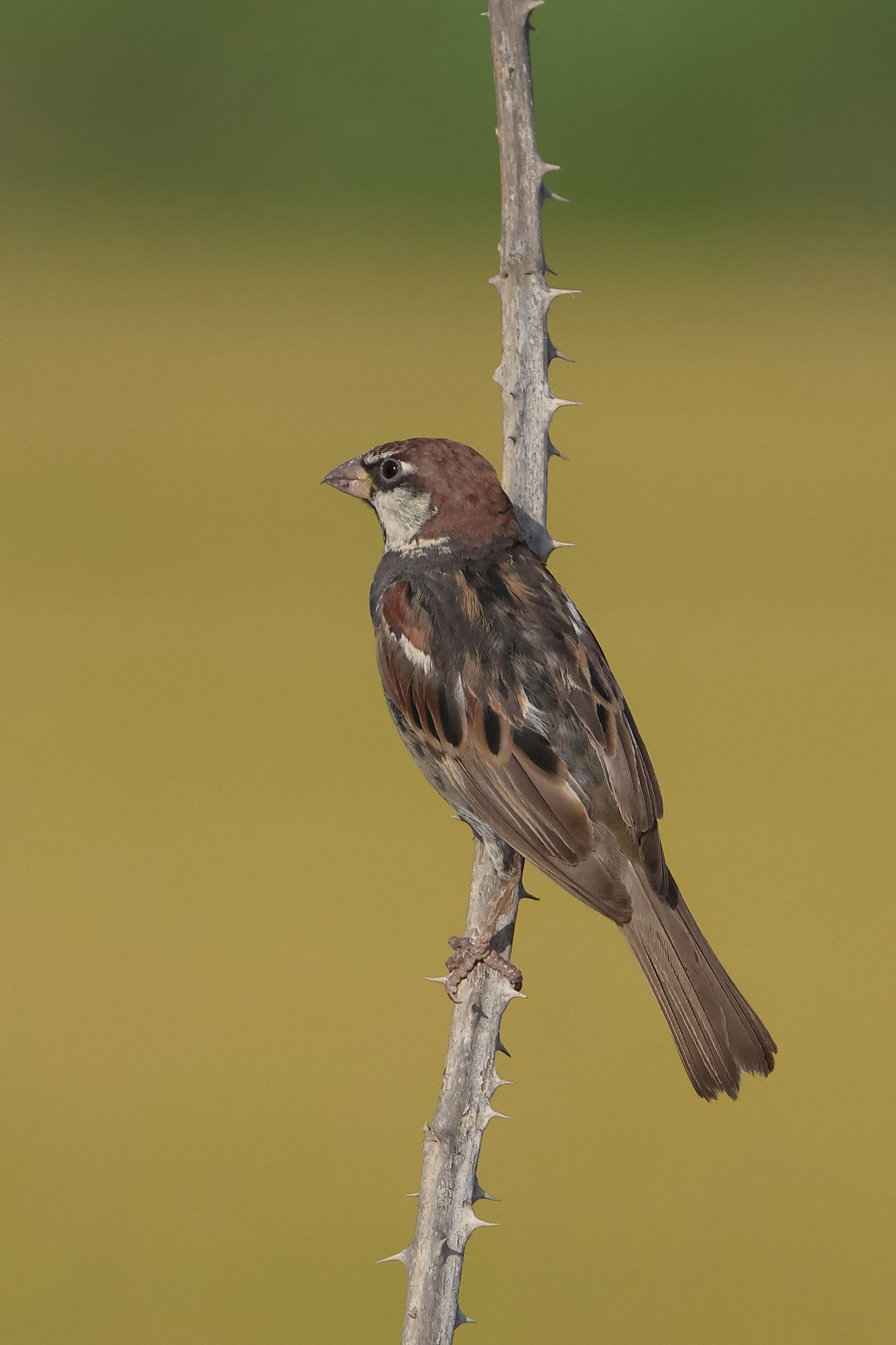 Sardinian Sparrow - Passor hispaniolensis...