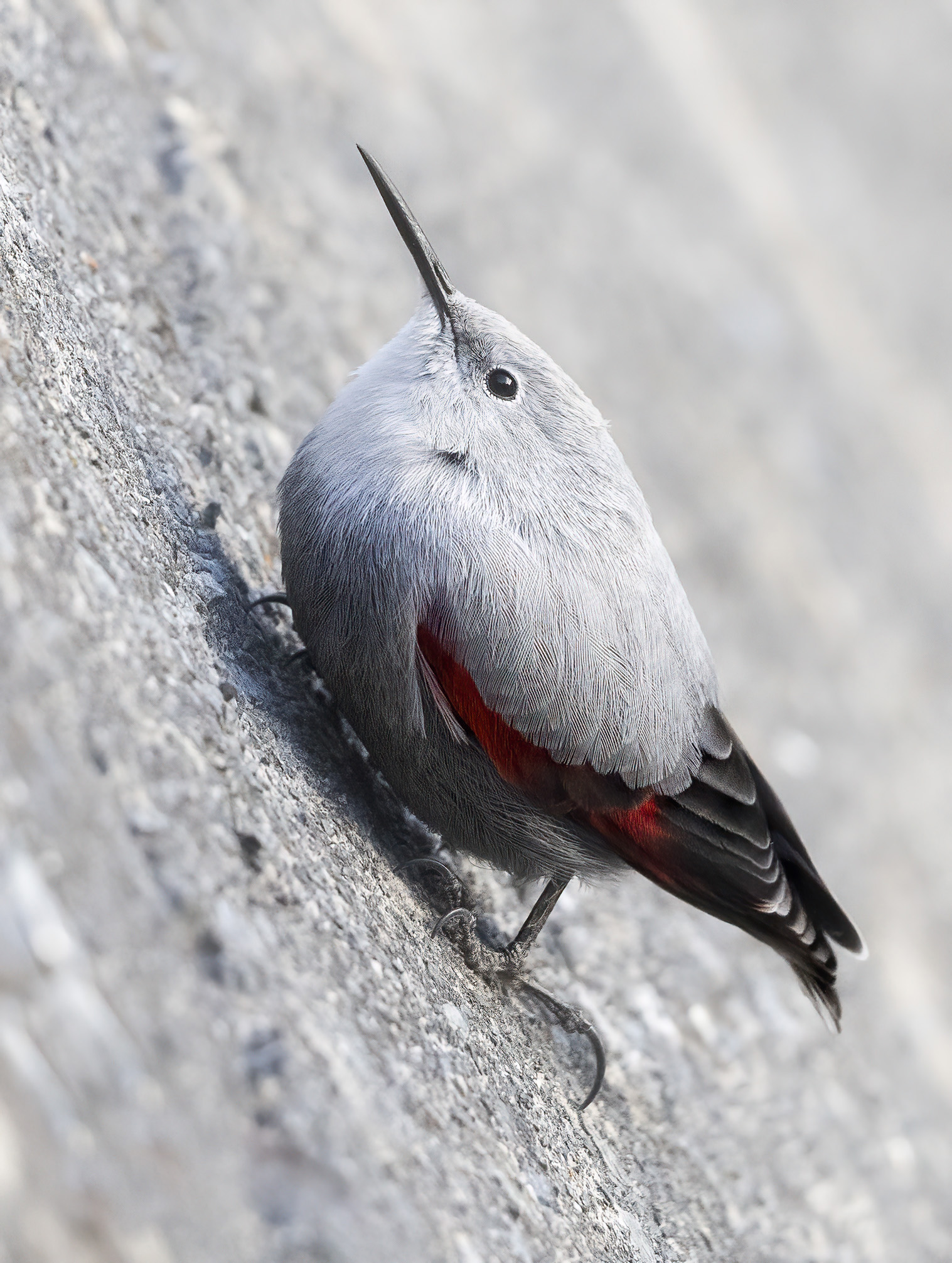 Tribute to the Wallcreeper...