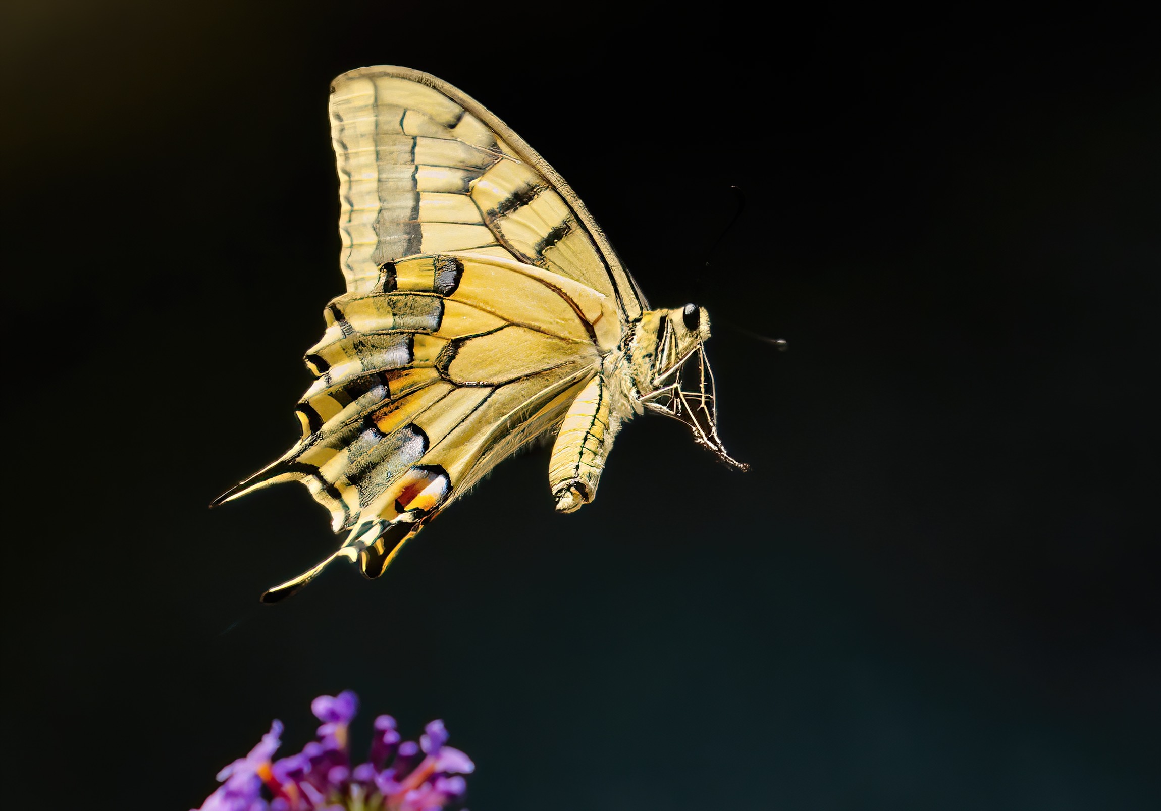 The Flying Machaon...