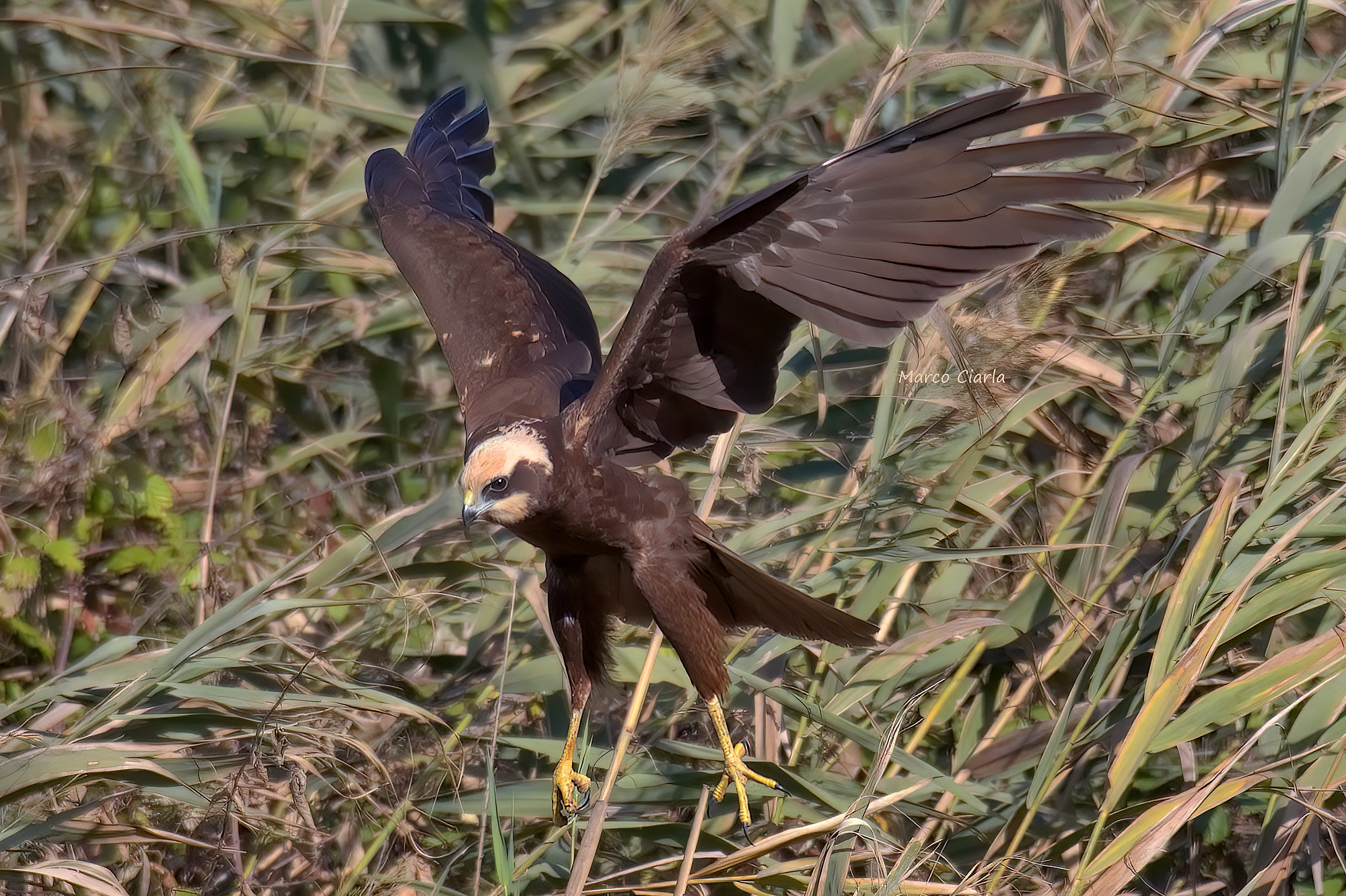 La caccia del Falco di palude (Circus aeruginosus )...