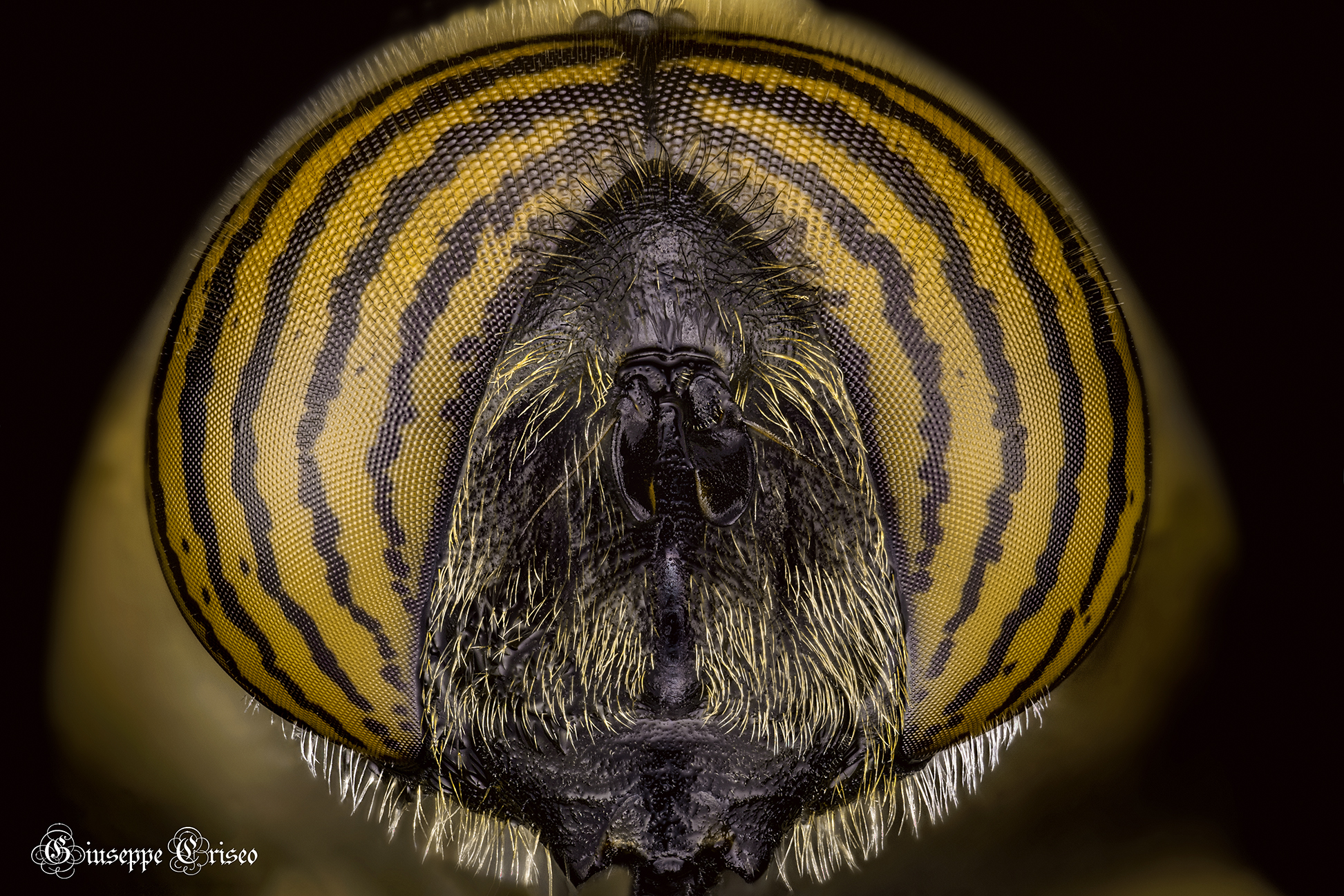Eristalinus taeniops, Syrphidae...