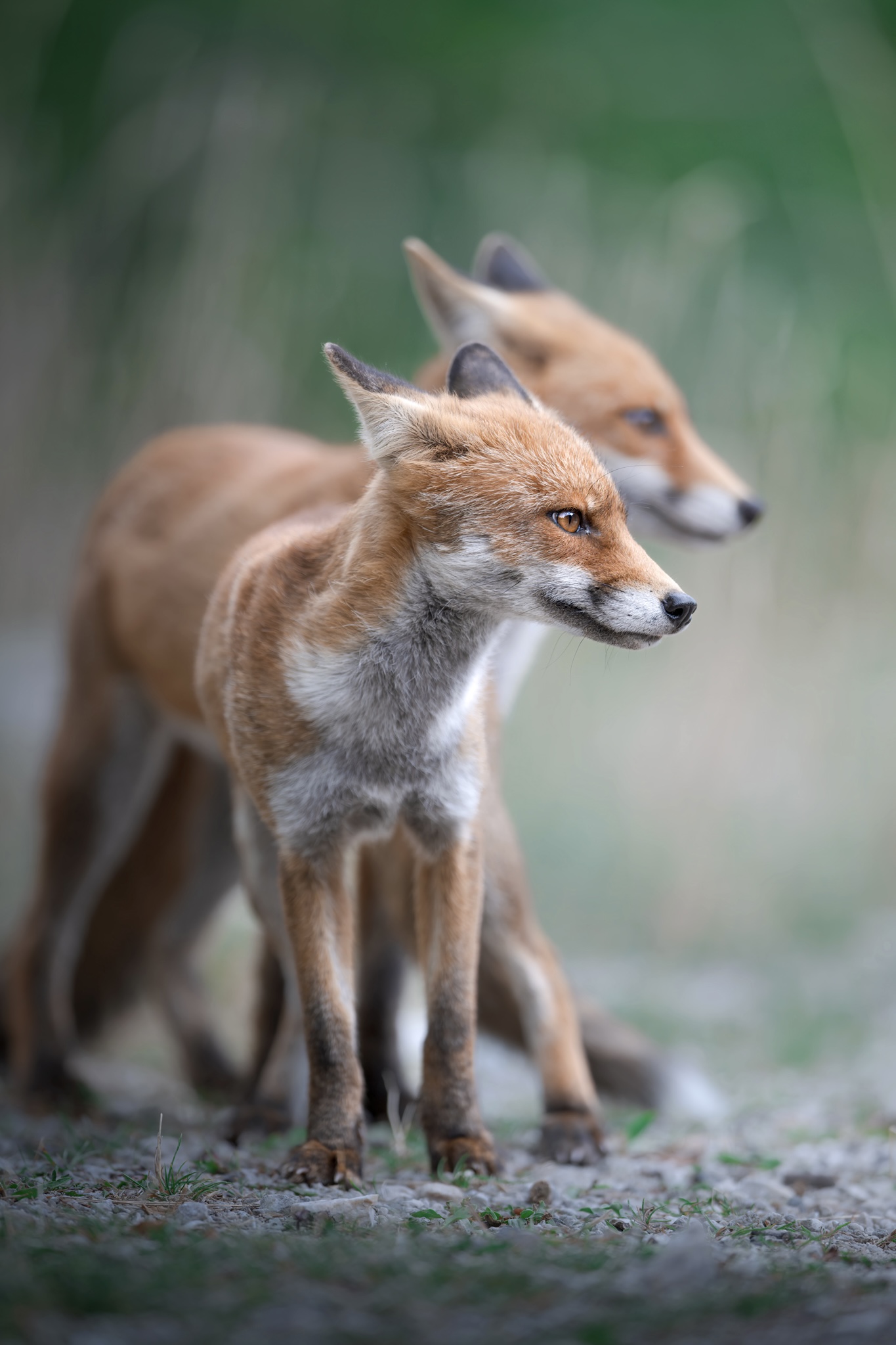 Pair of foxes...