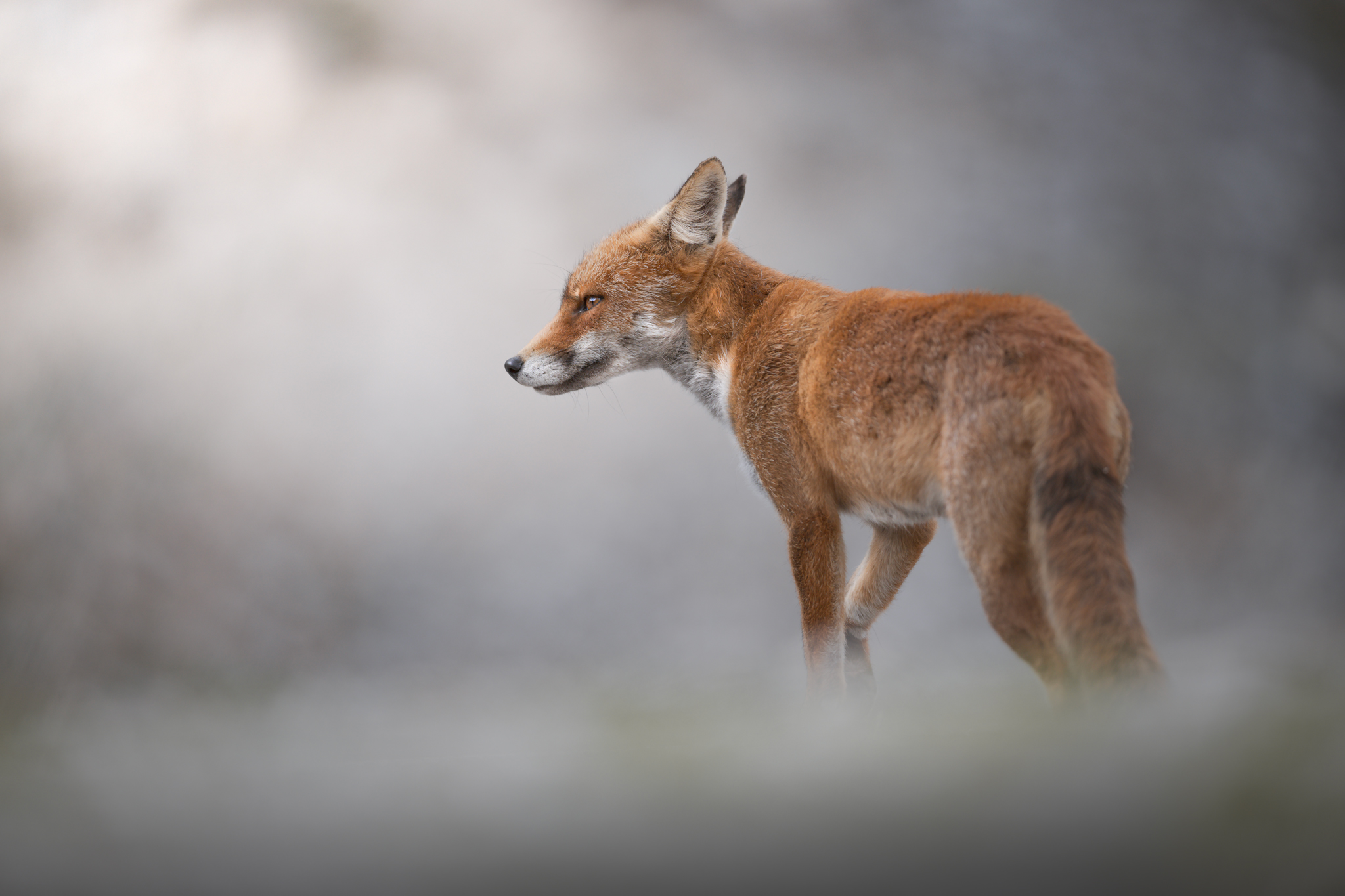 Fox in the Fog...
